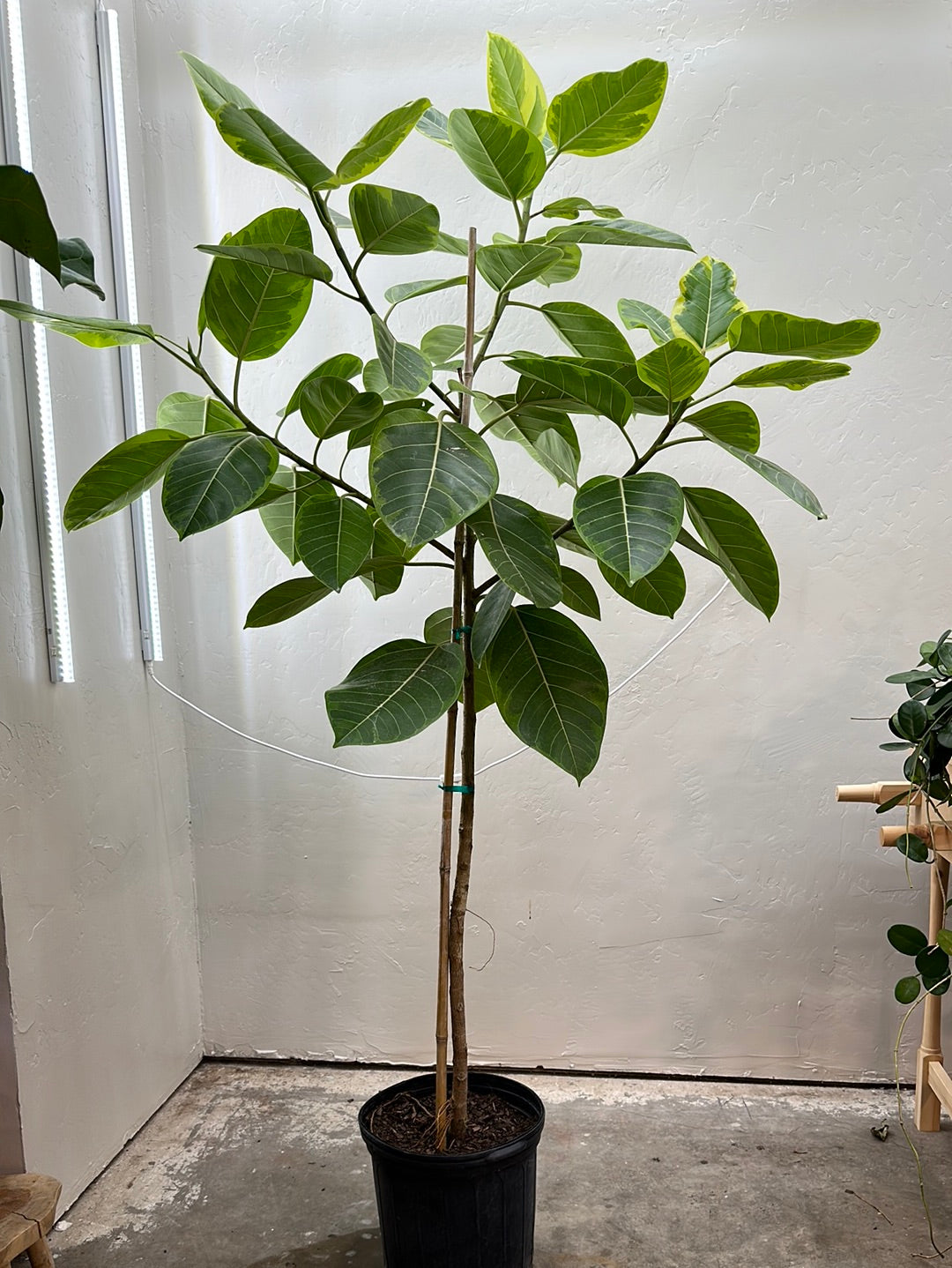 ficus altissima pflege Ficus Altissima
