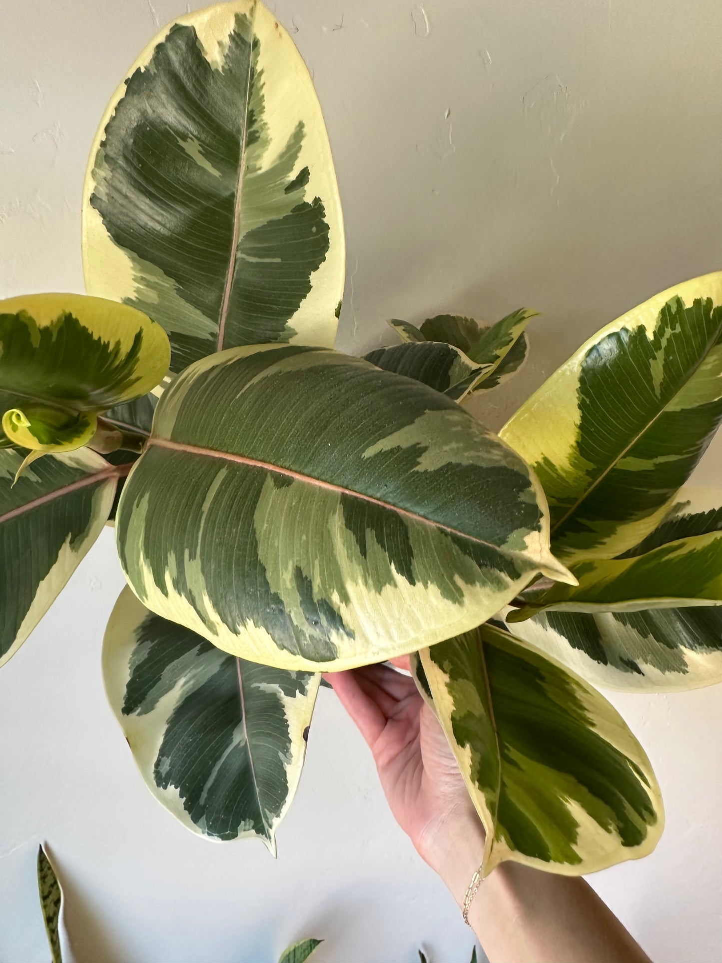 Ficus Tineke