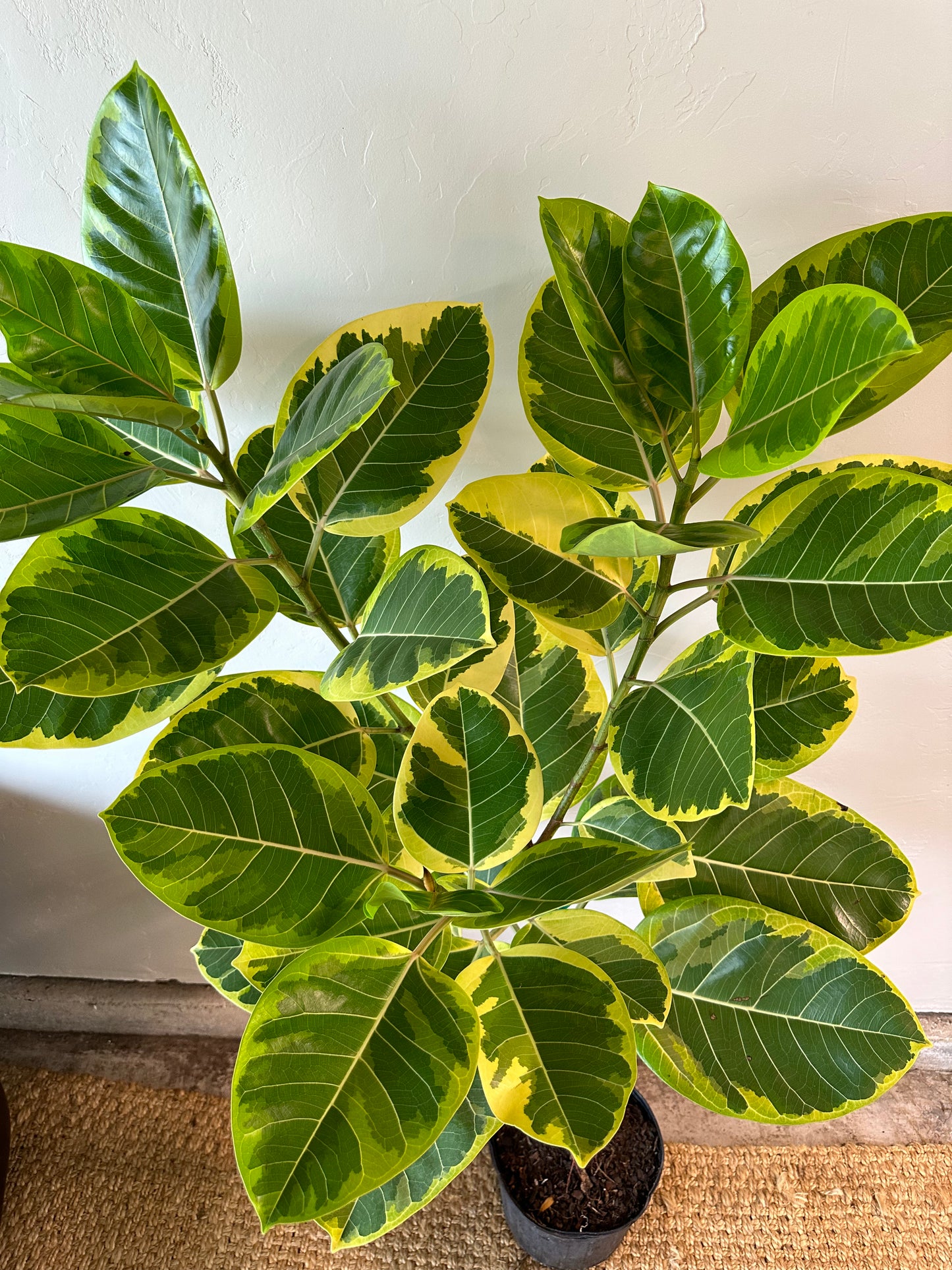 Ficus Altissima