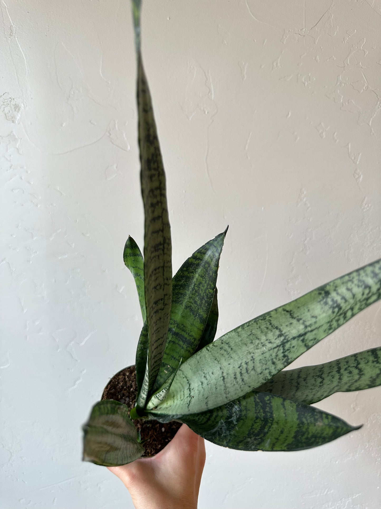 Sansevieria Peppermint