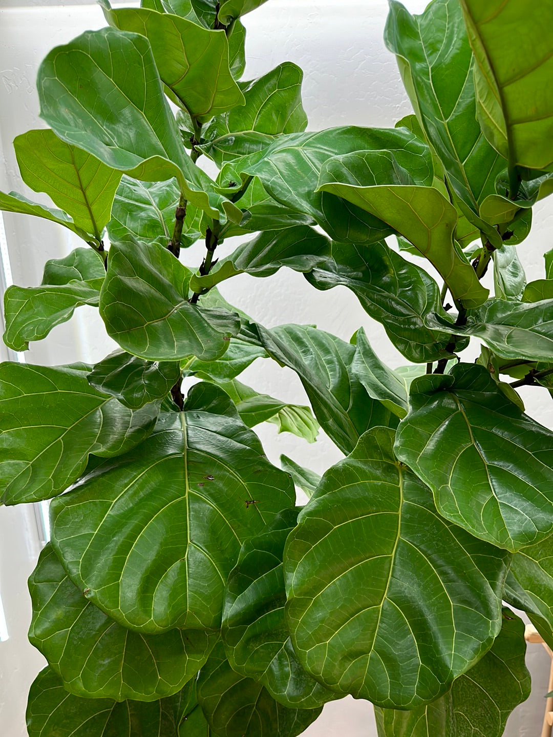 Fiddle Fig Standard 12"