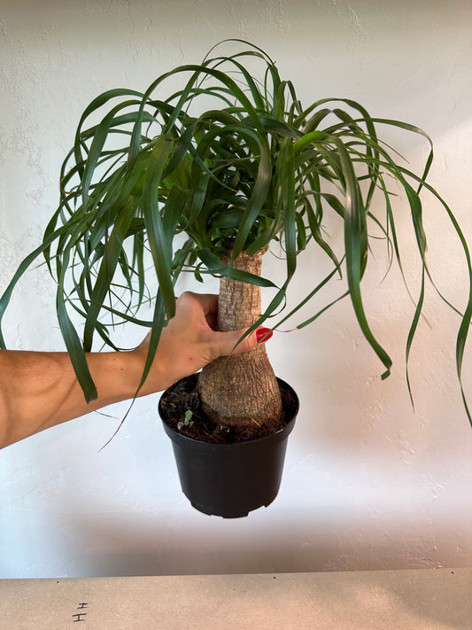 Ponytail Palm Stump