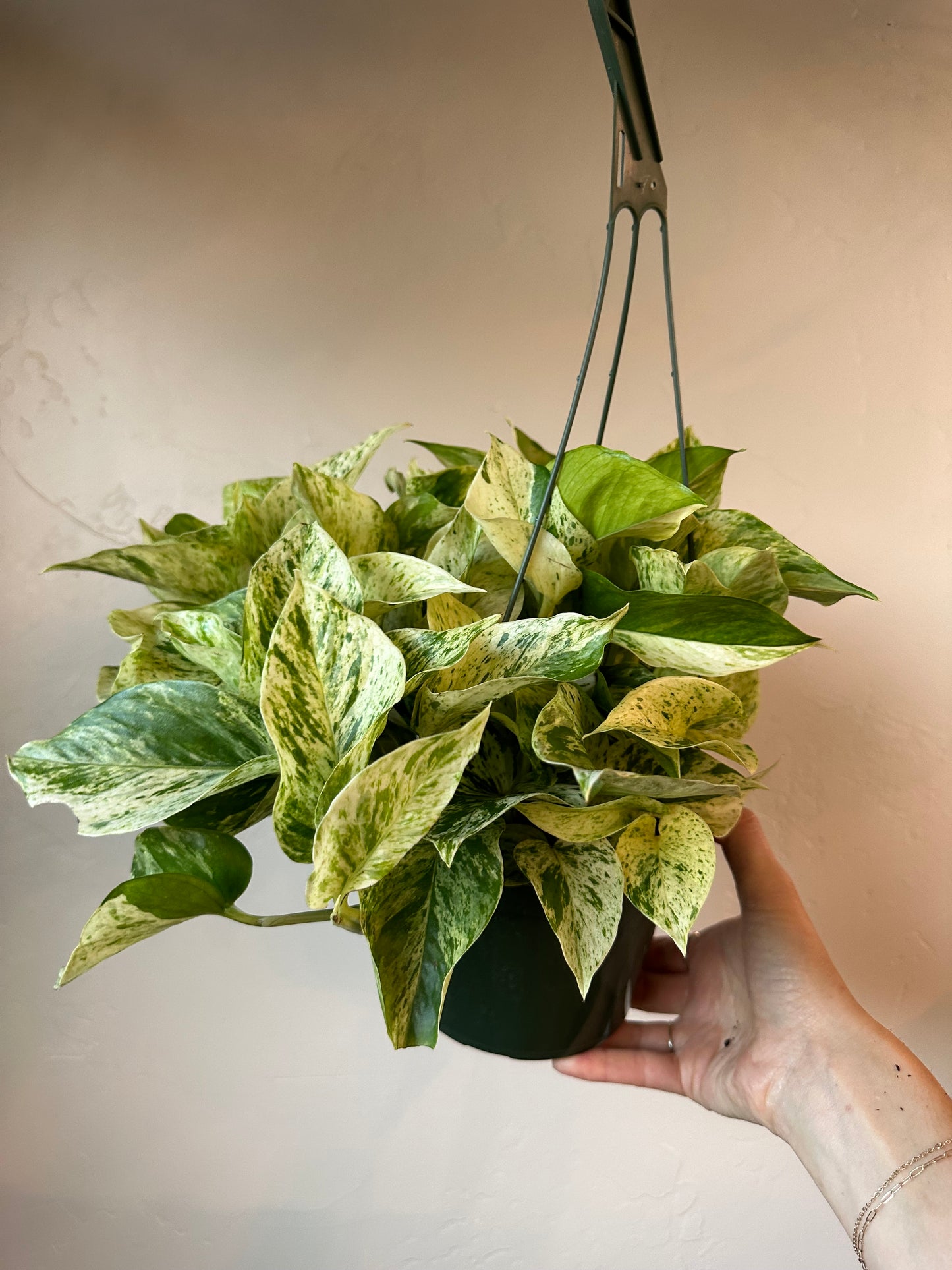 Snow Queen Pothos