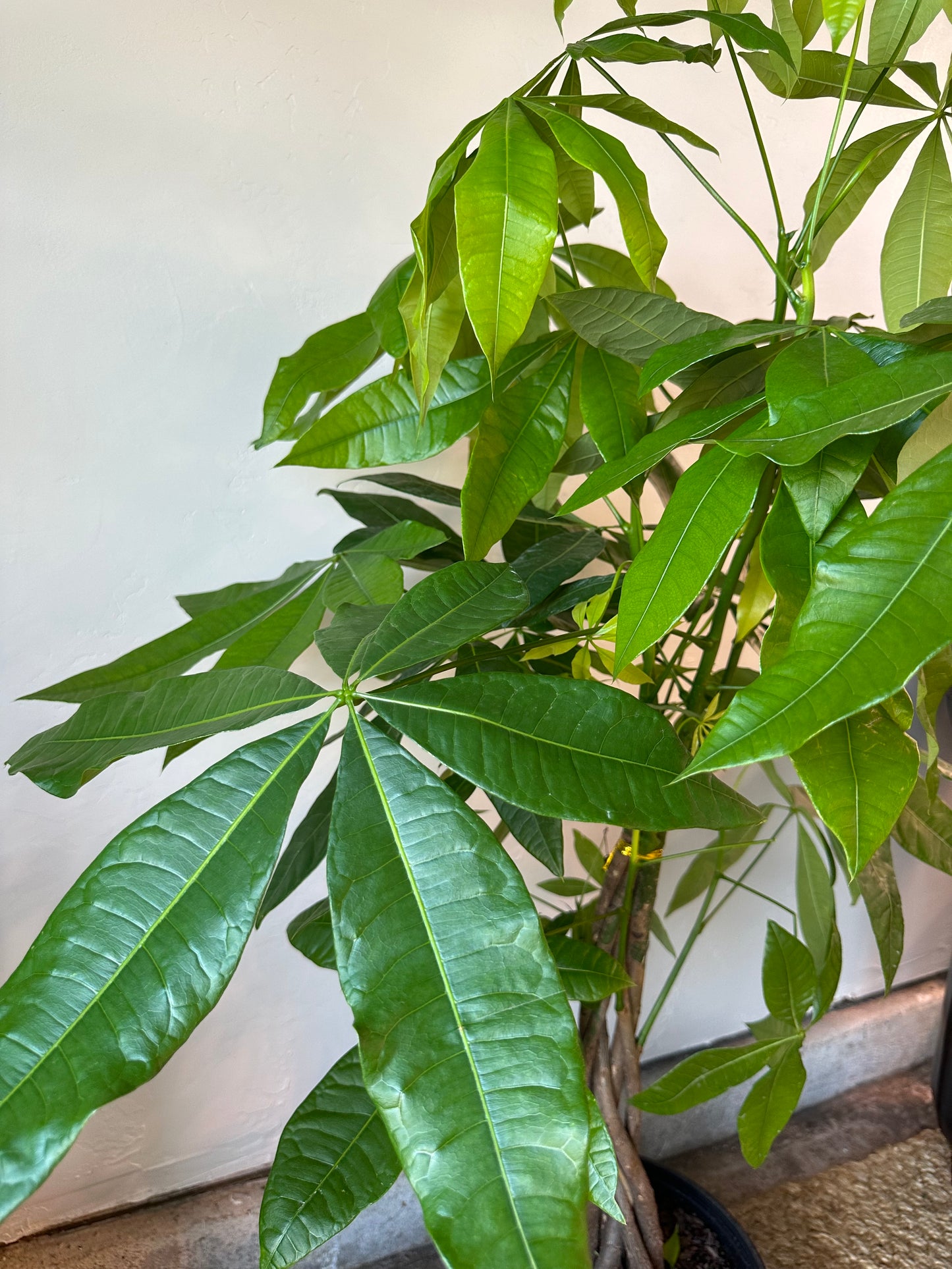 Braided Money Tree