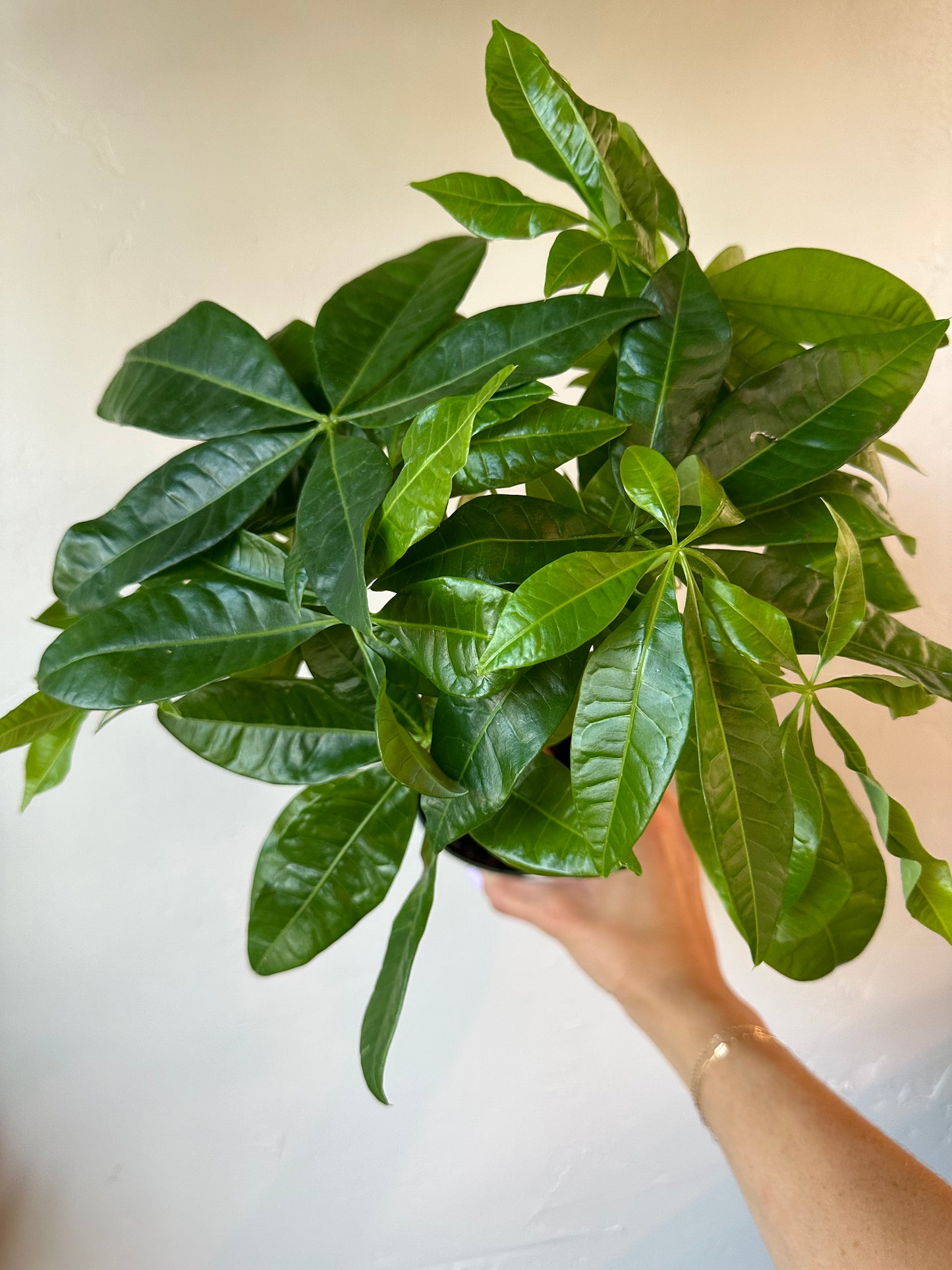 Braided Money Tree