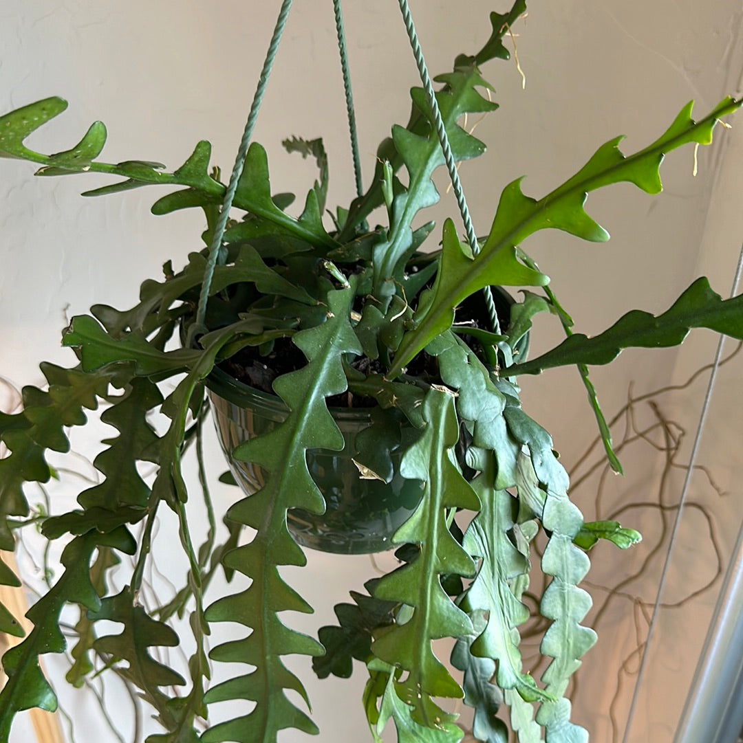 ric rac cactus Ric Rac Cactus – Rooted Croft