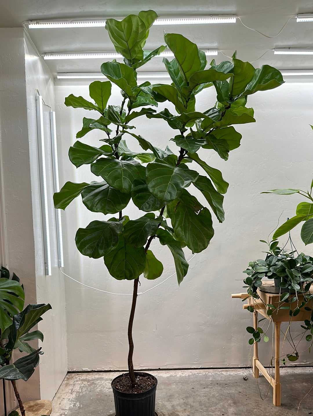 Fiddle Fig Standard 12"