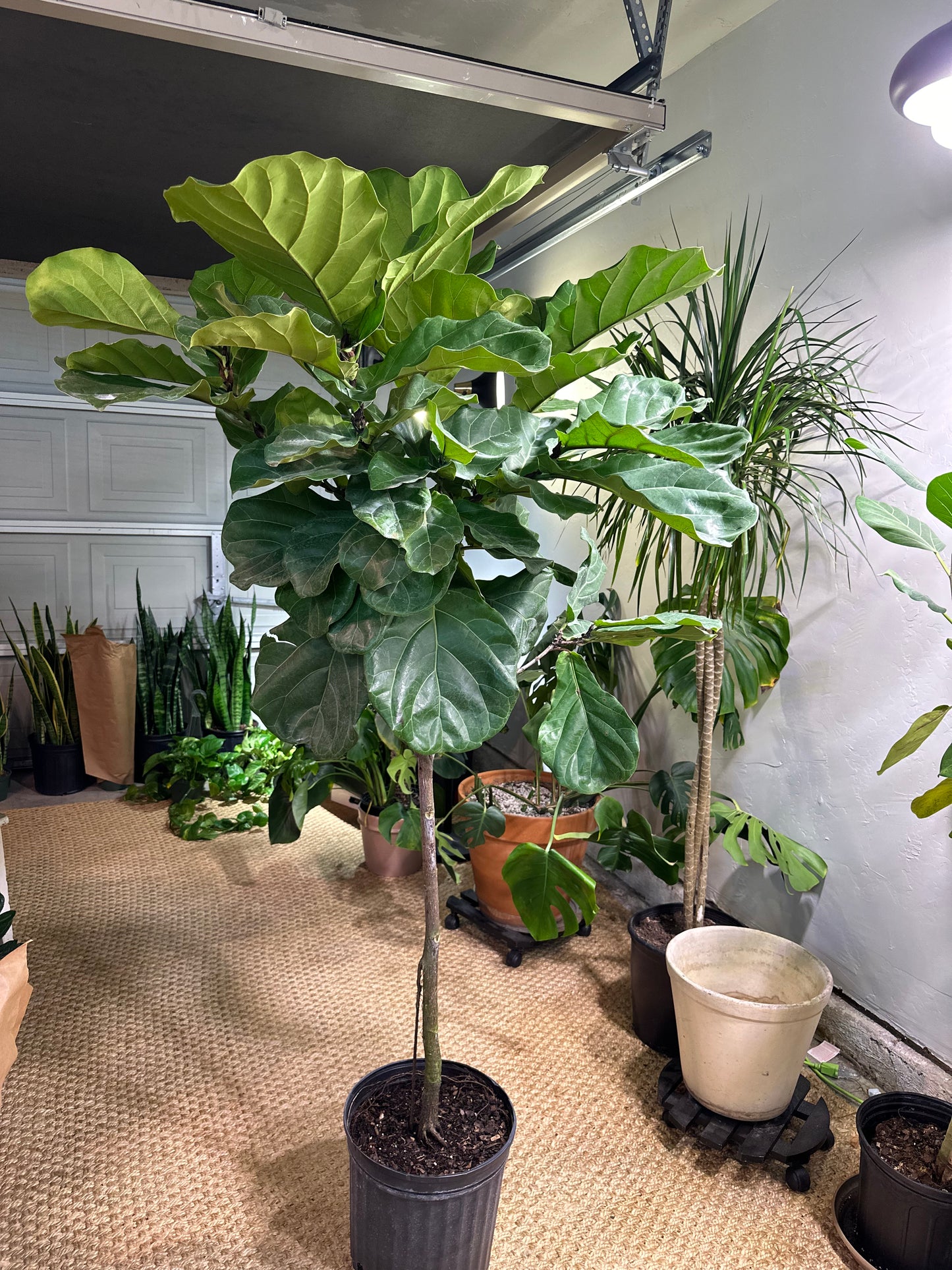 Fiddle Fig Standard 12"