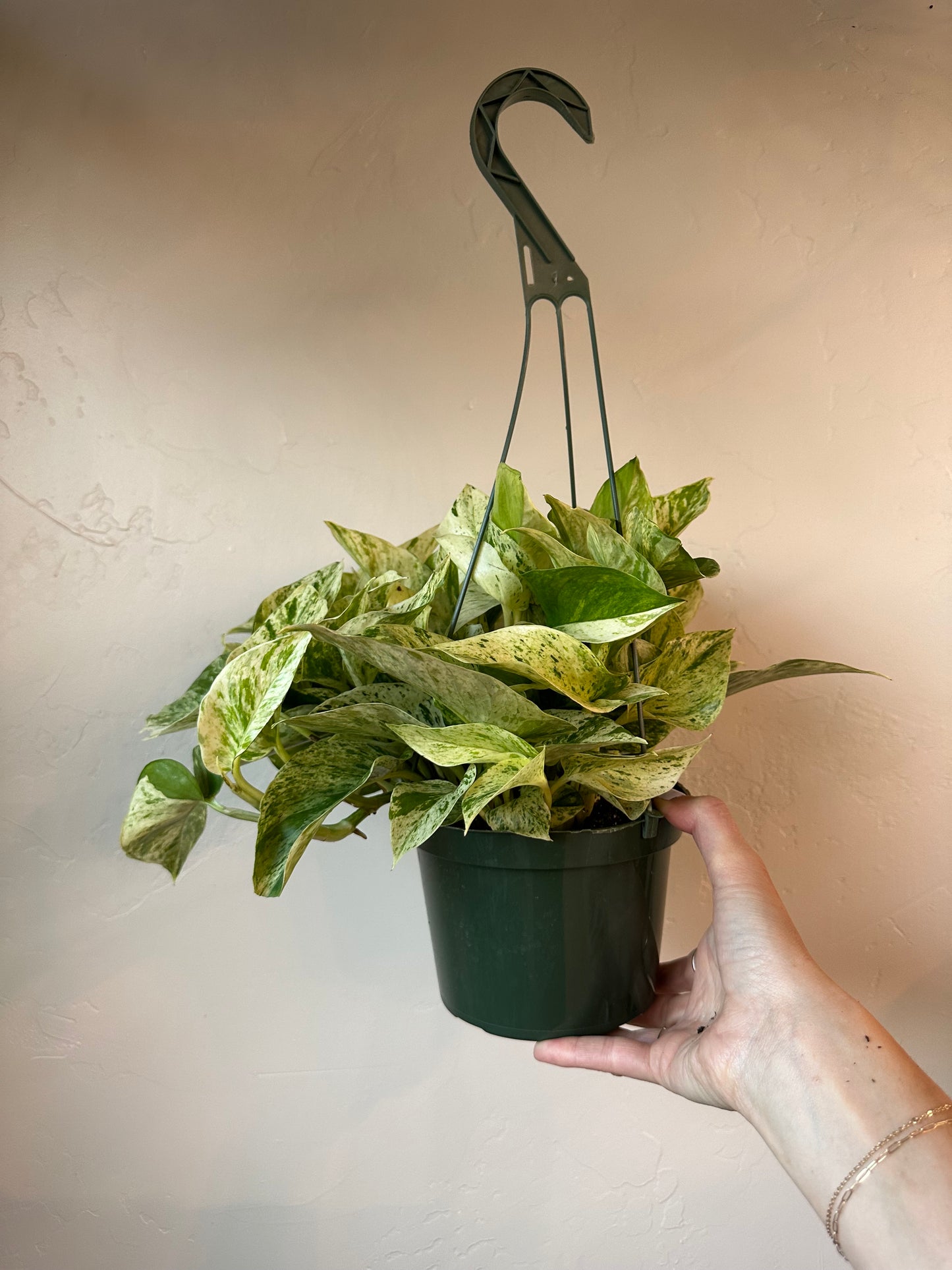 Snow Queen Pothos