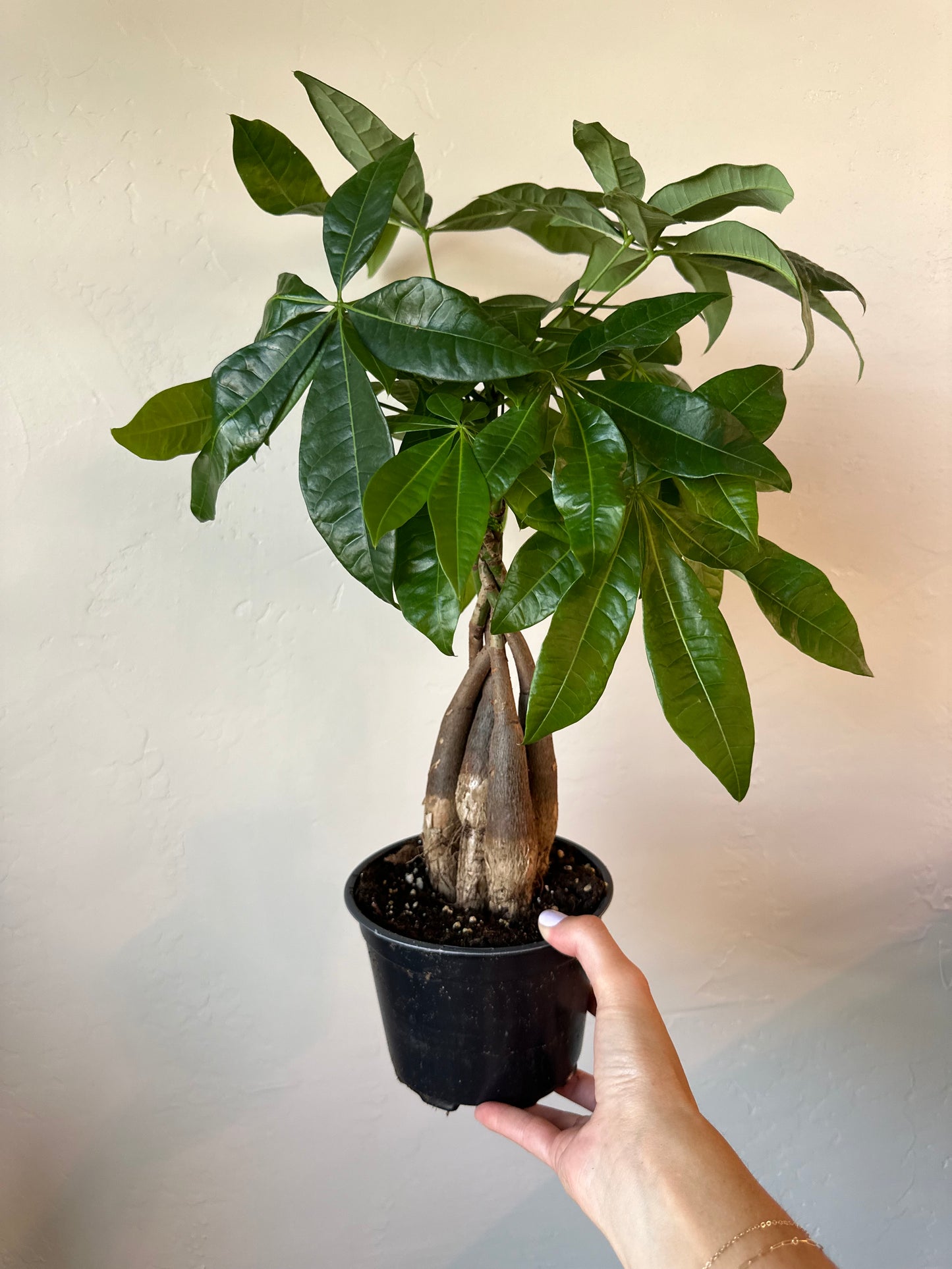 Braided Money Tree