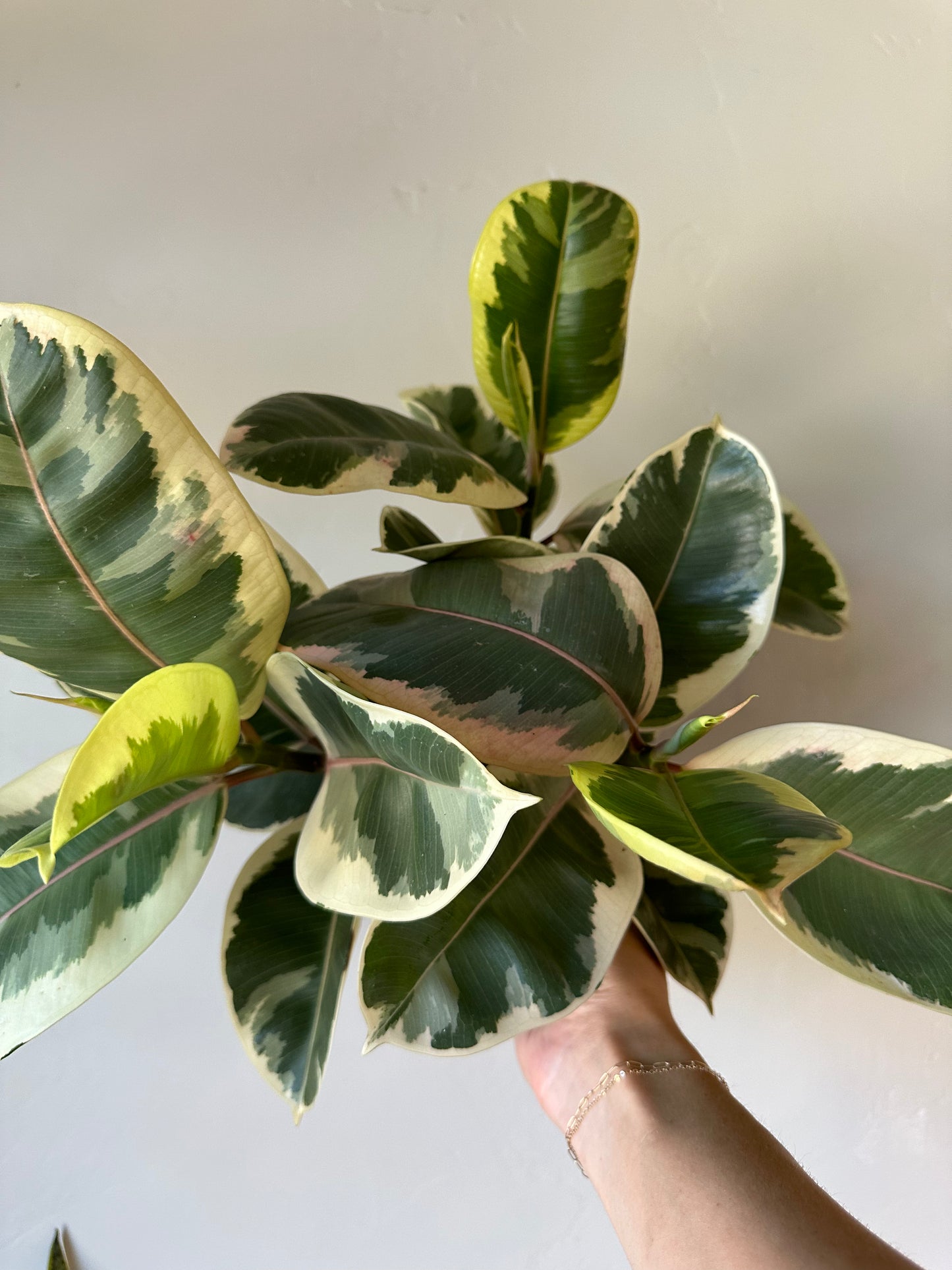 Ficus Tineke