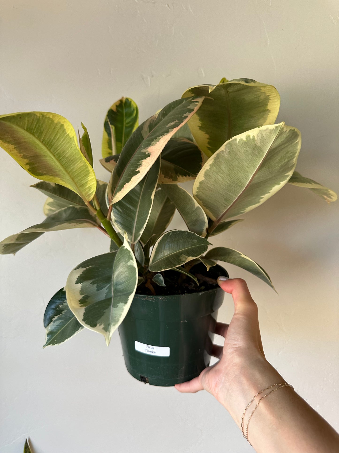 Ficus Tineke