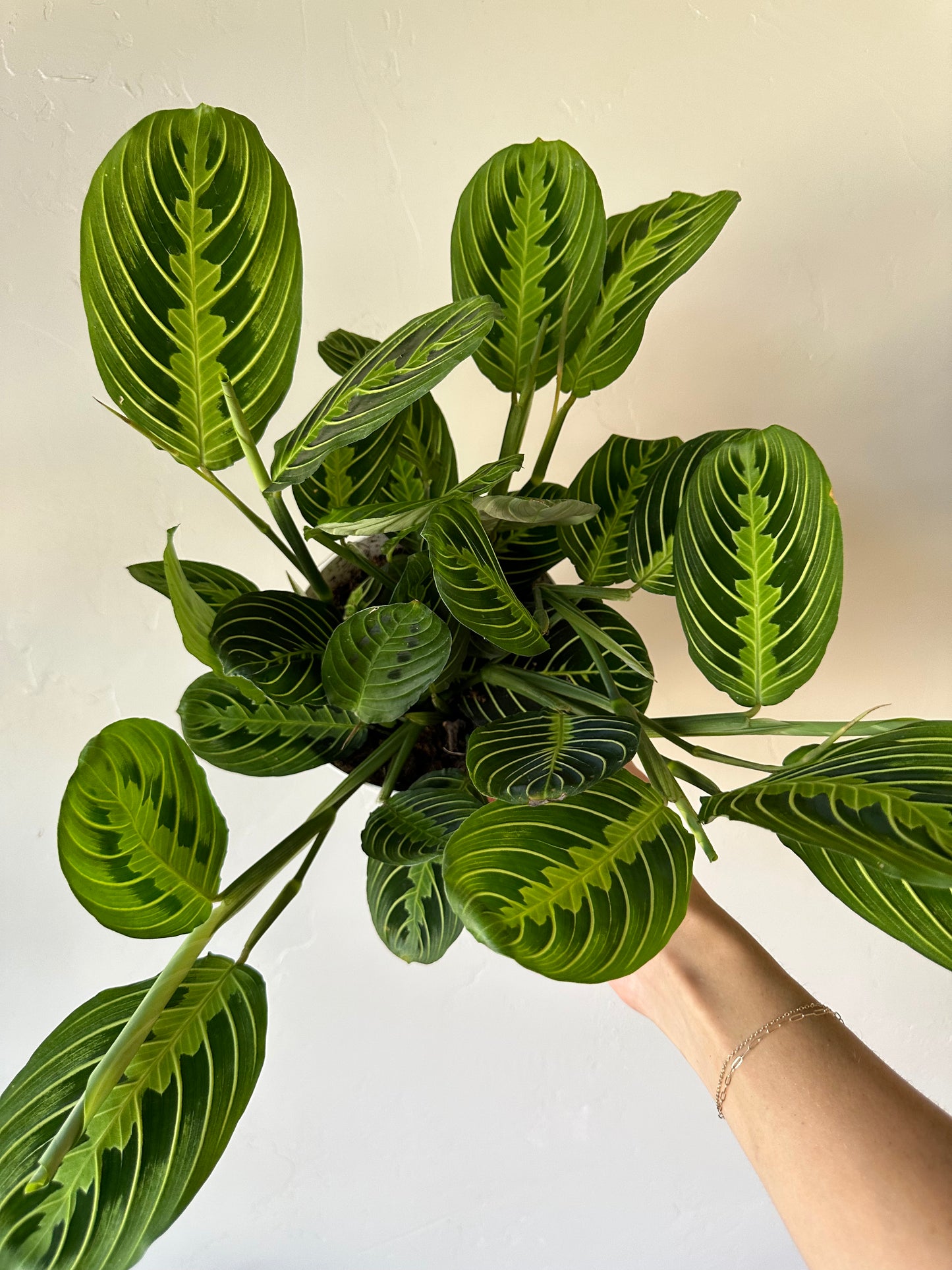 Lemon Lime Maranta