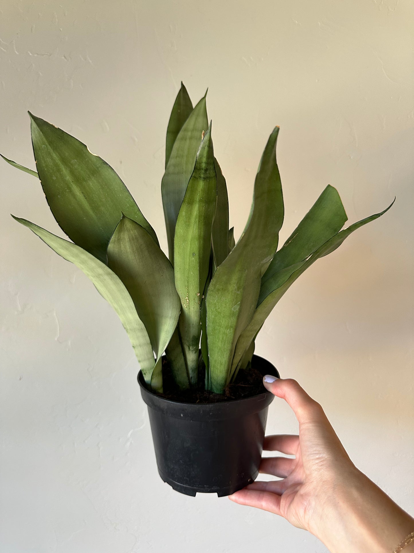 Moonshine Sansevieria