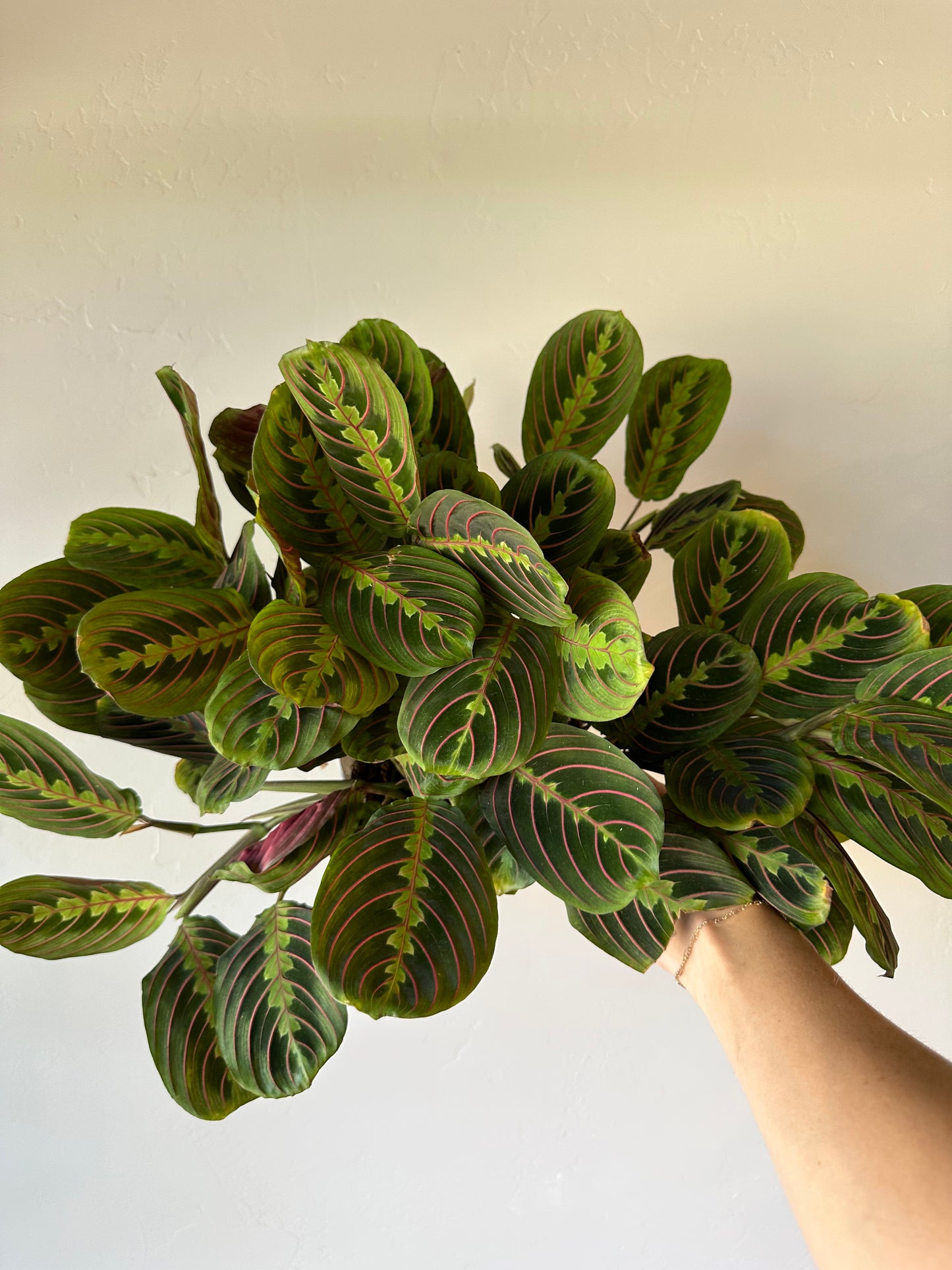 Red Maranta