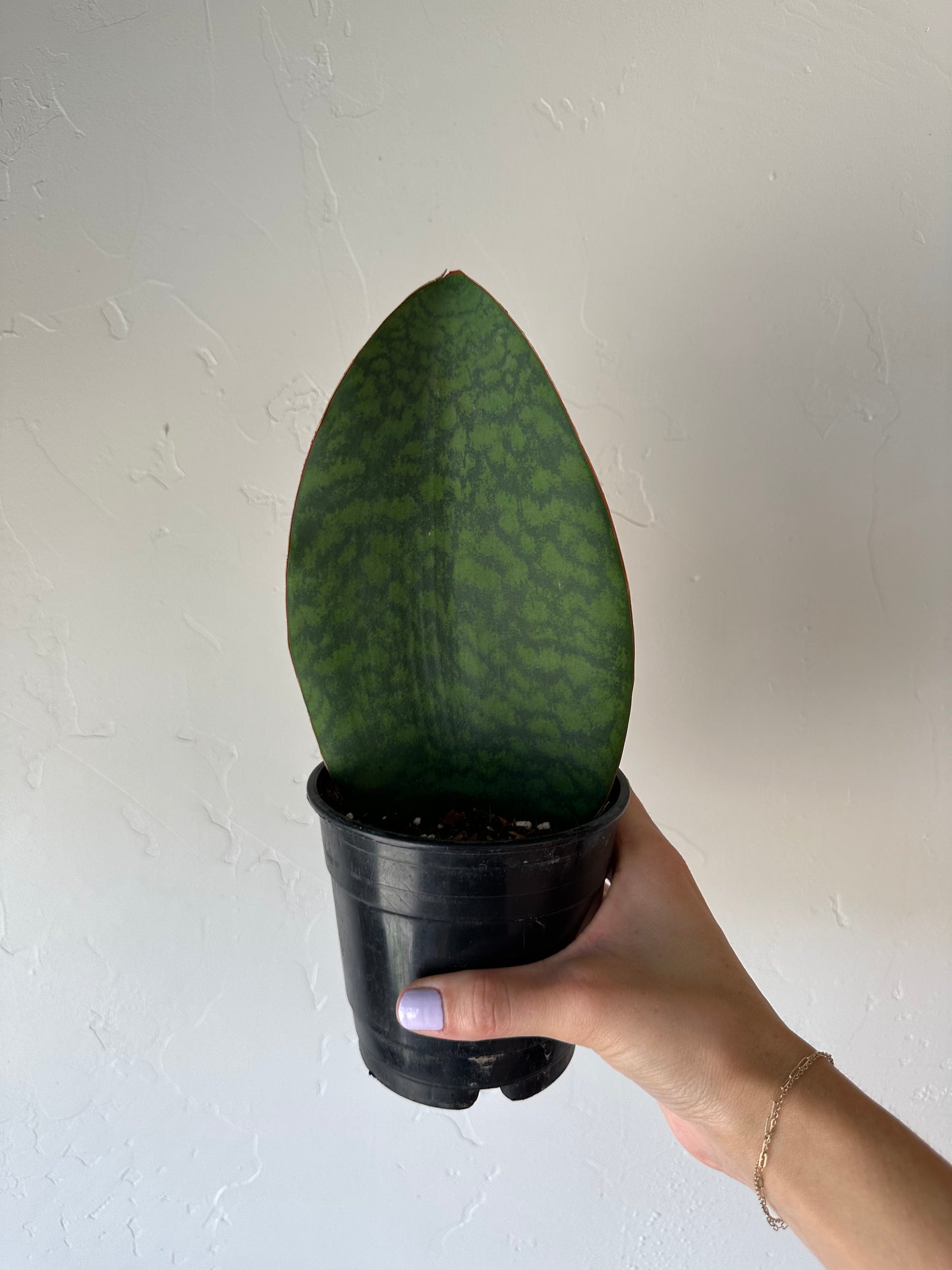 Whale Fin Sansevieria