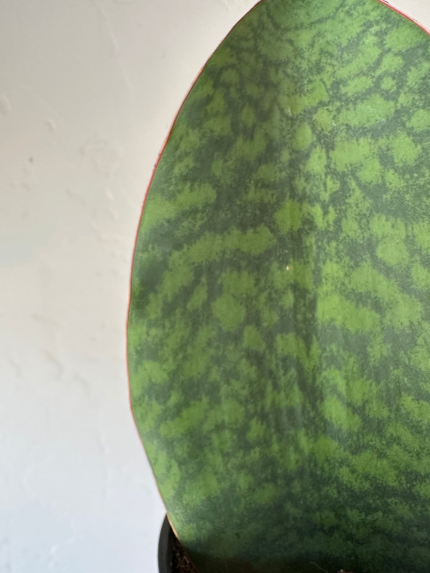 Whale Fin Sansevieria