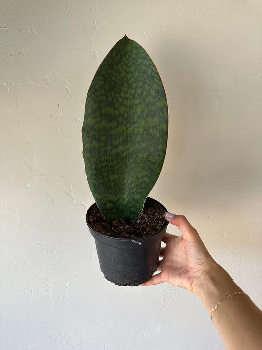 Whale Fin Sansevieria