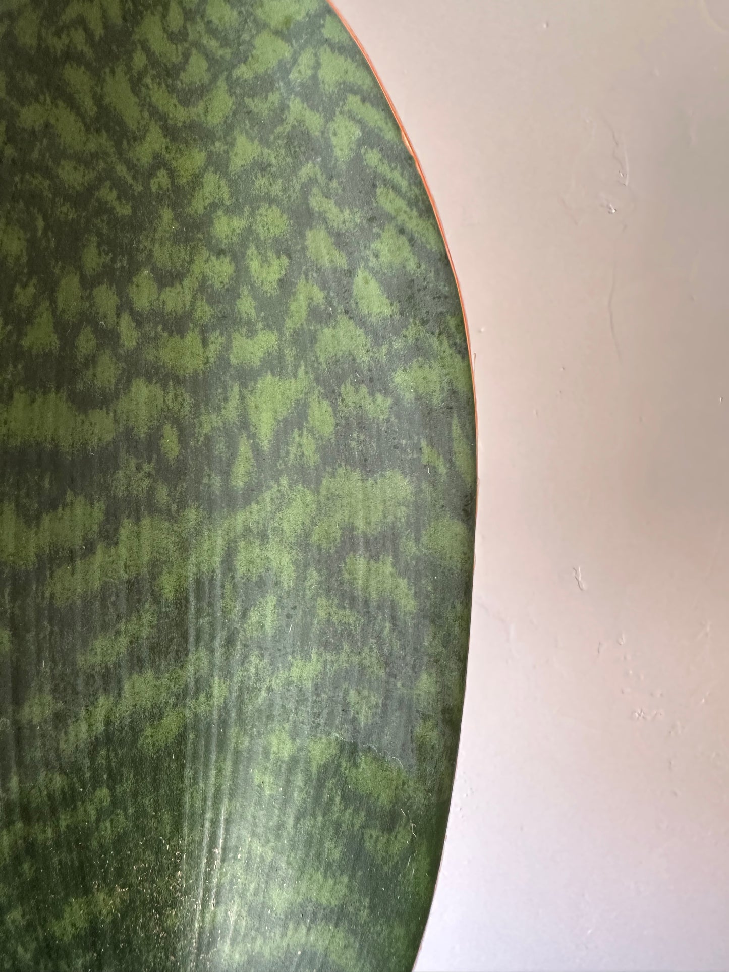 Whale Fin Sansevieria