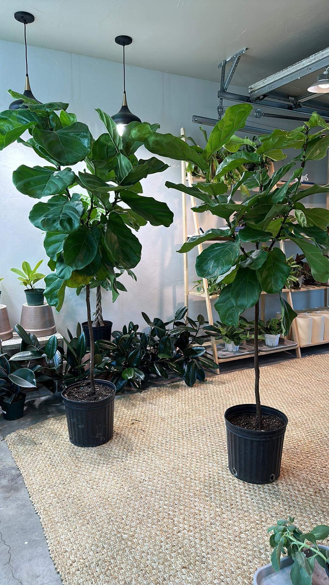 Fiddle Fig Standard 12"