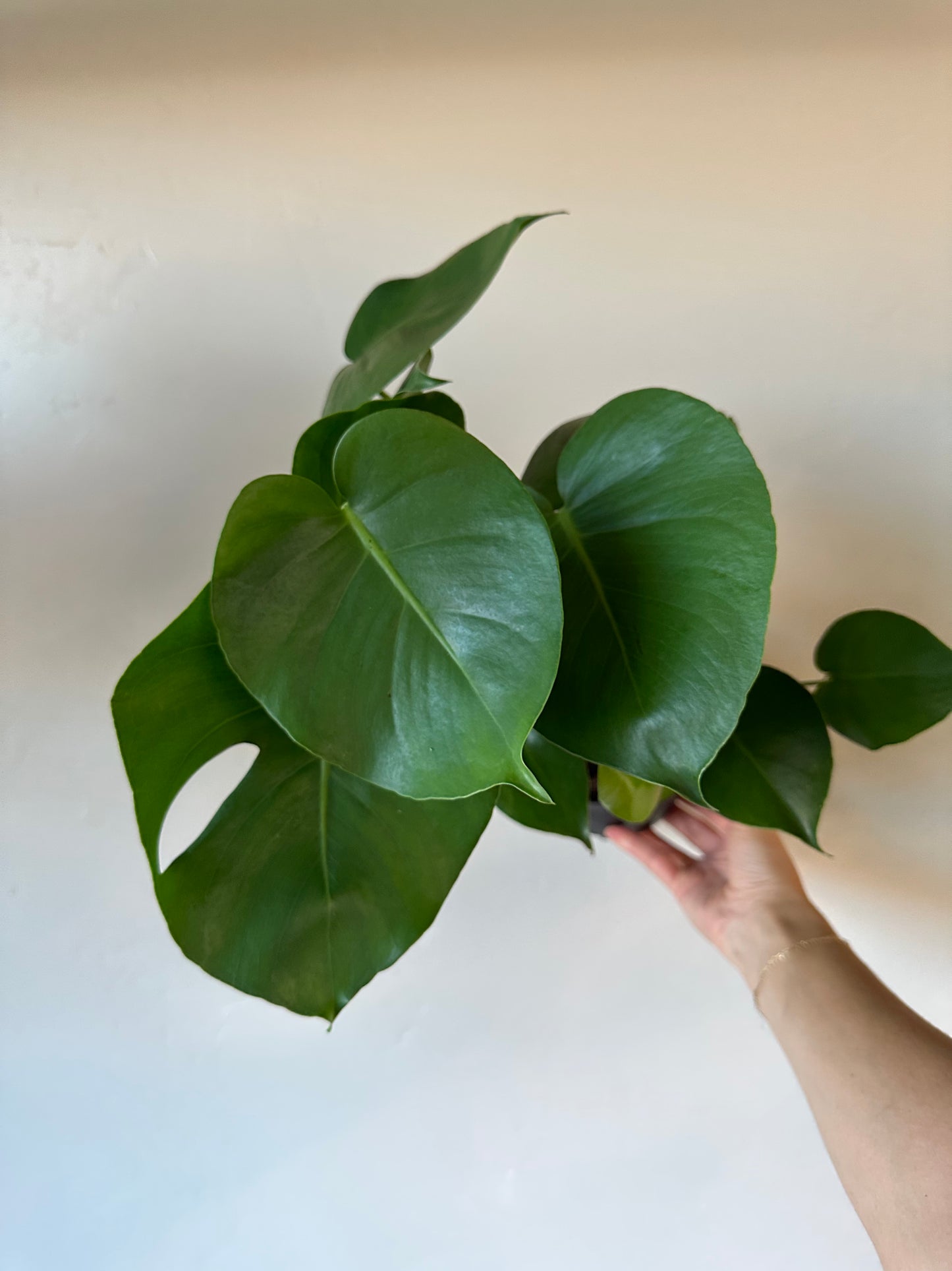 Monstera