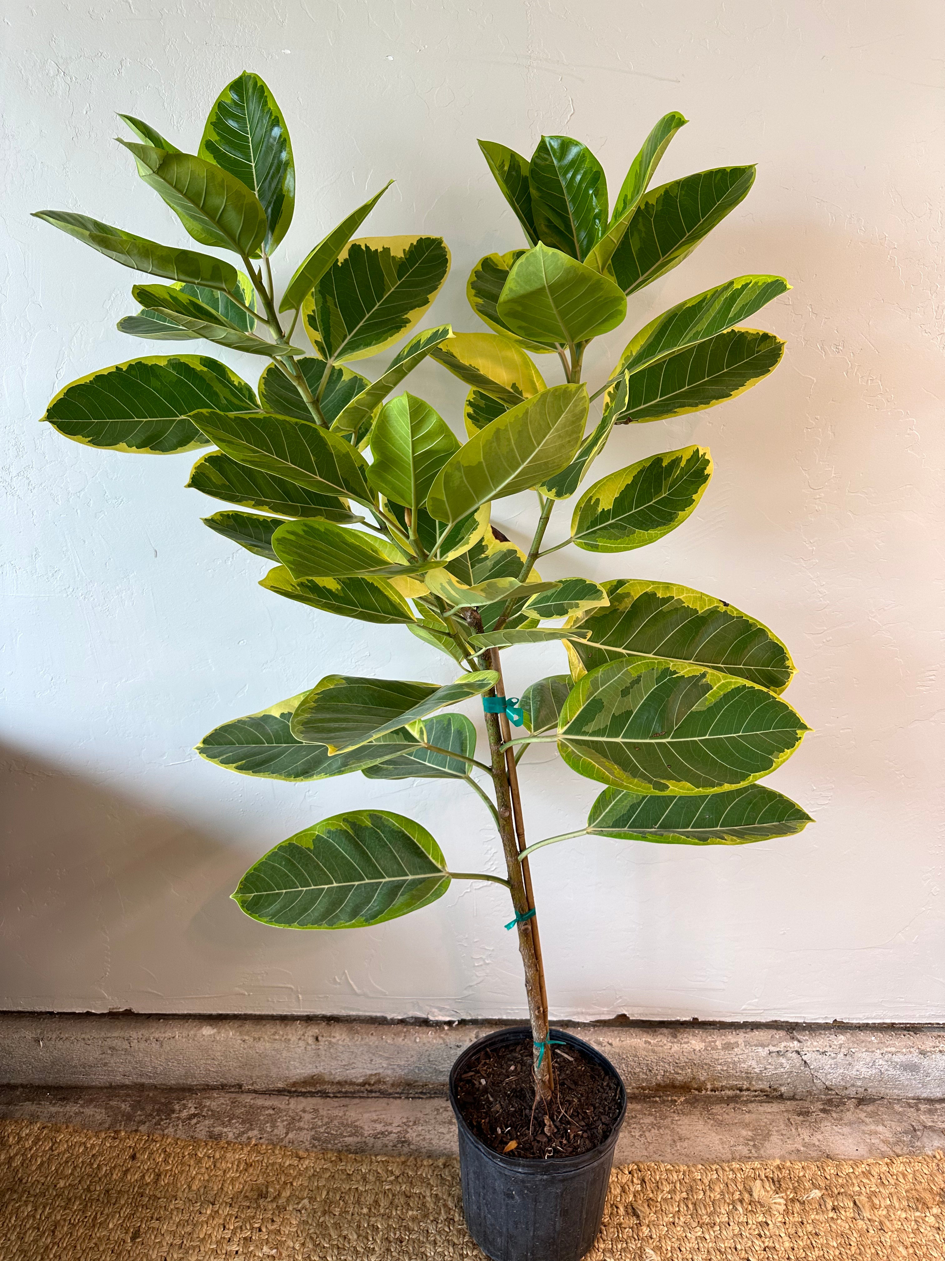 Ficus Altissima