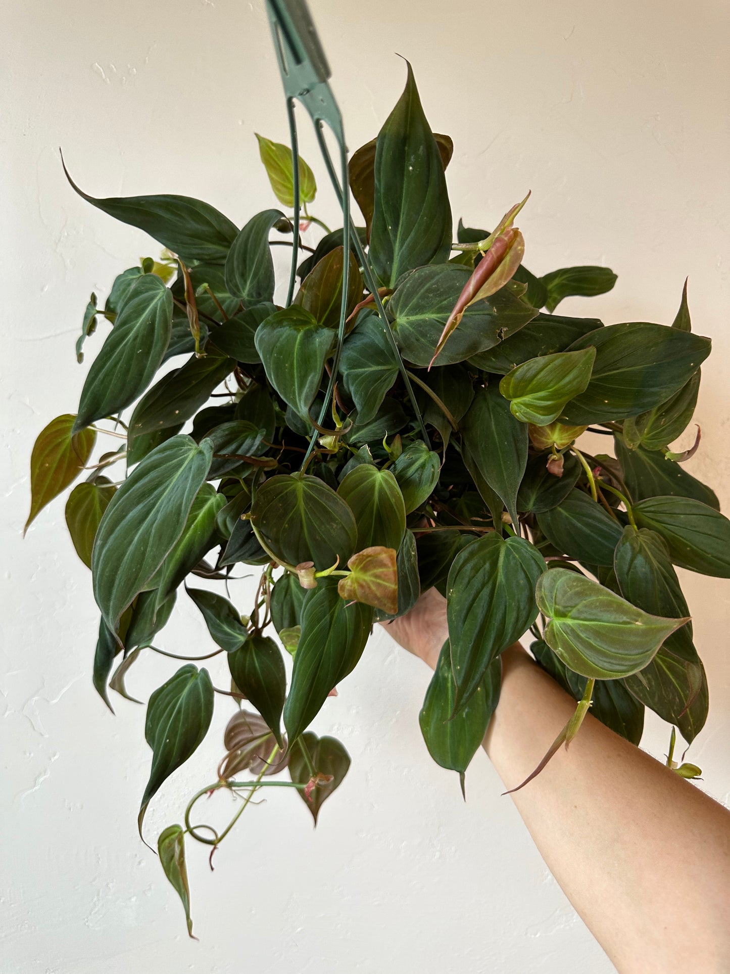 Philodendron Mican