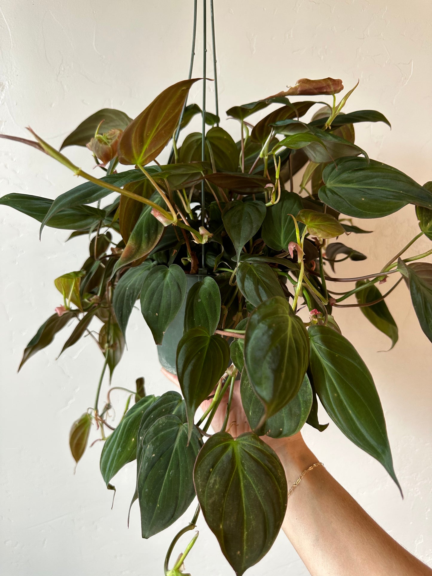 Philodendron Mican