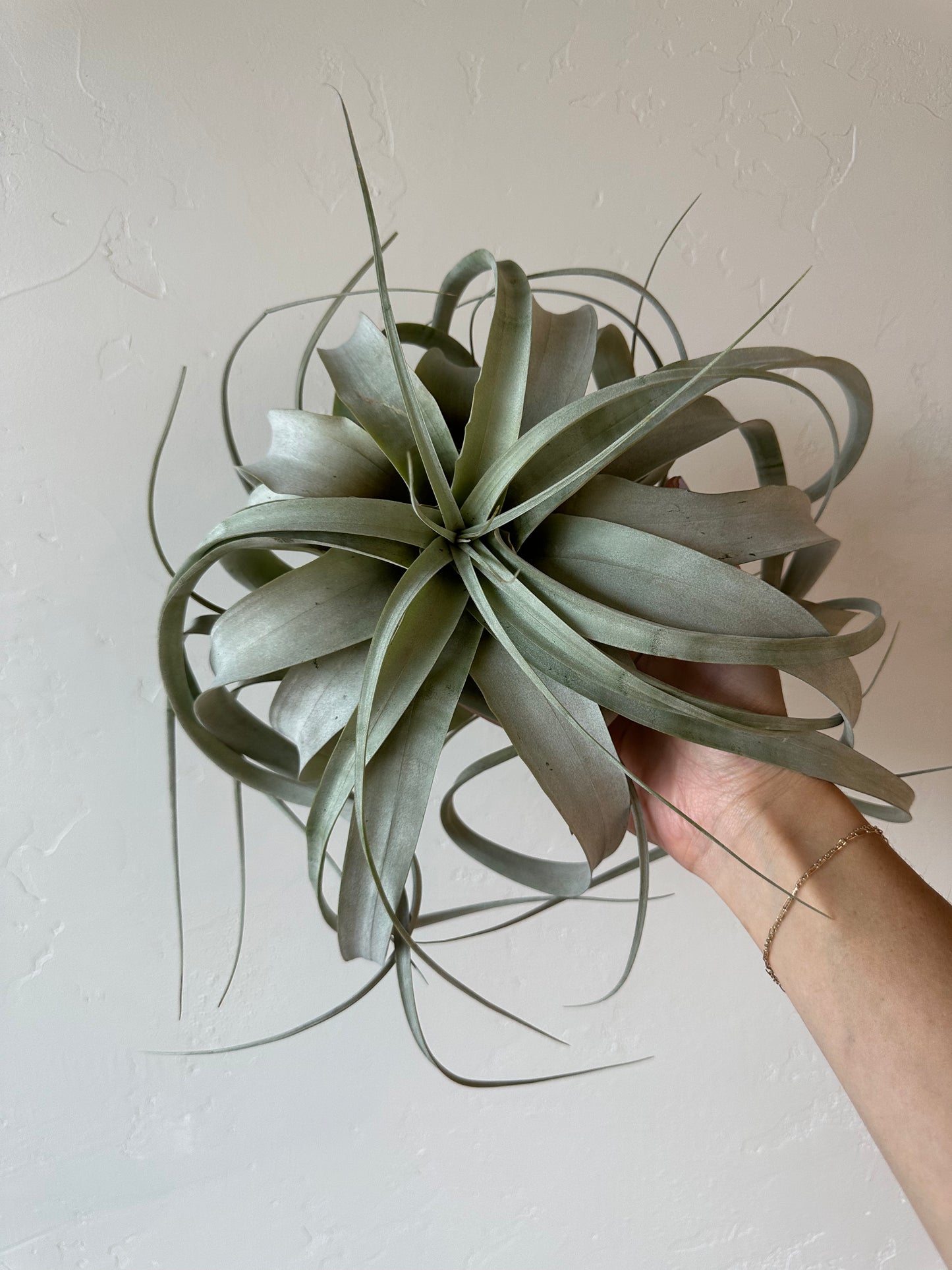 Airplant