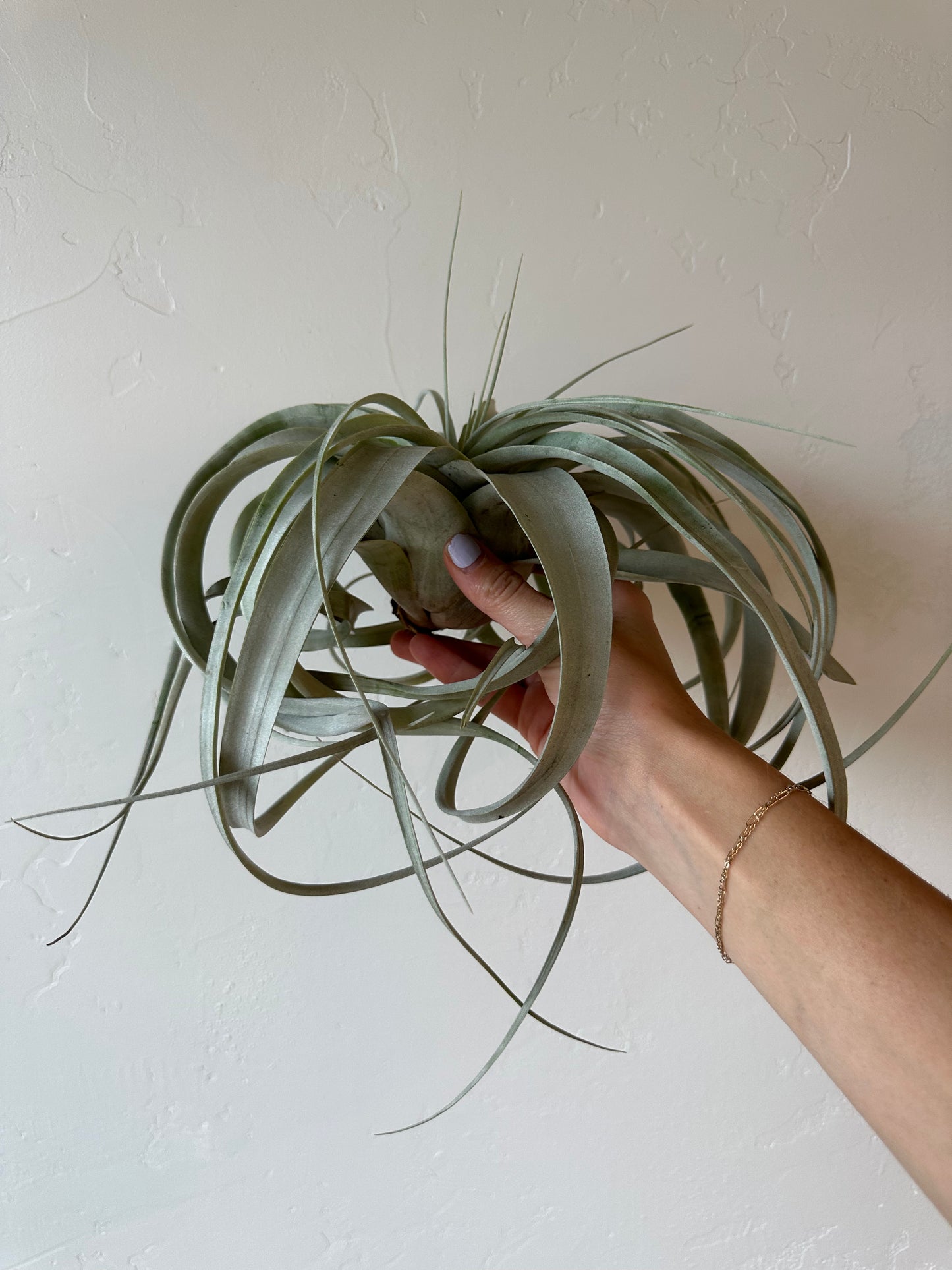 Airplant