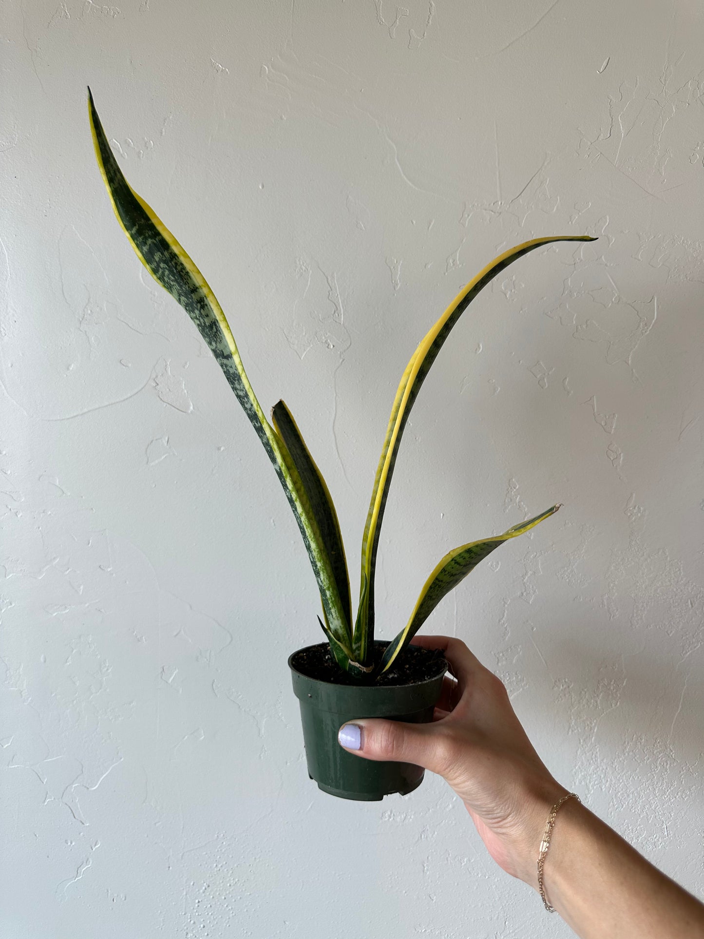 Sansevieria Laurentii