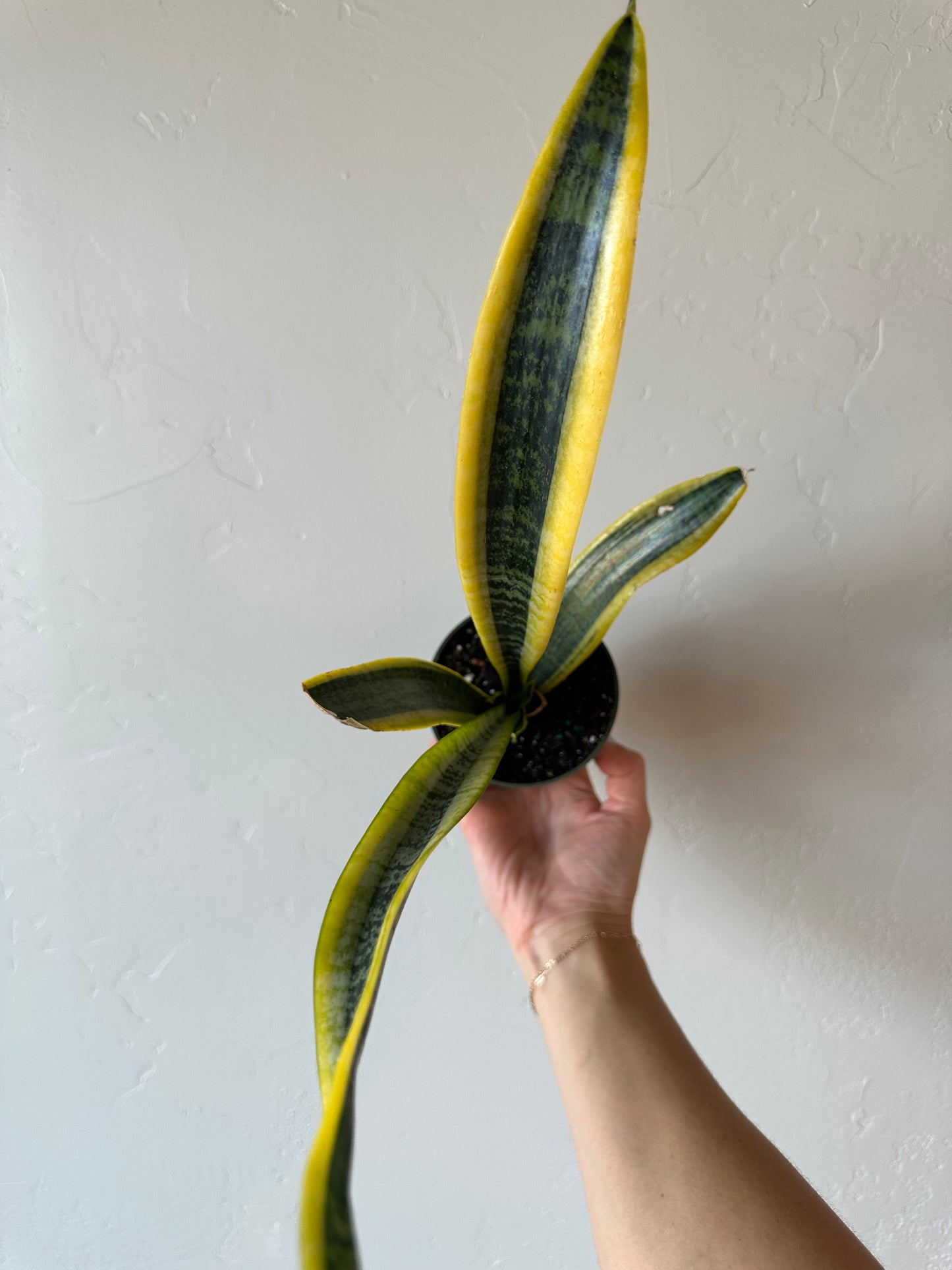 Sansevieria Laurentii