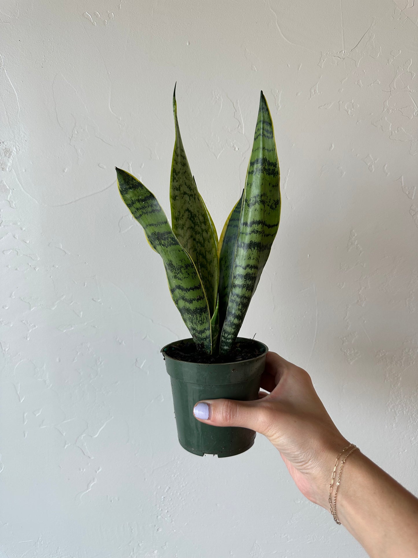 Sansevieria Laurentii