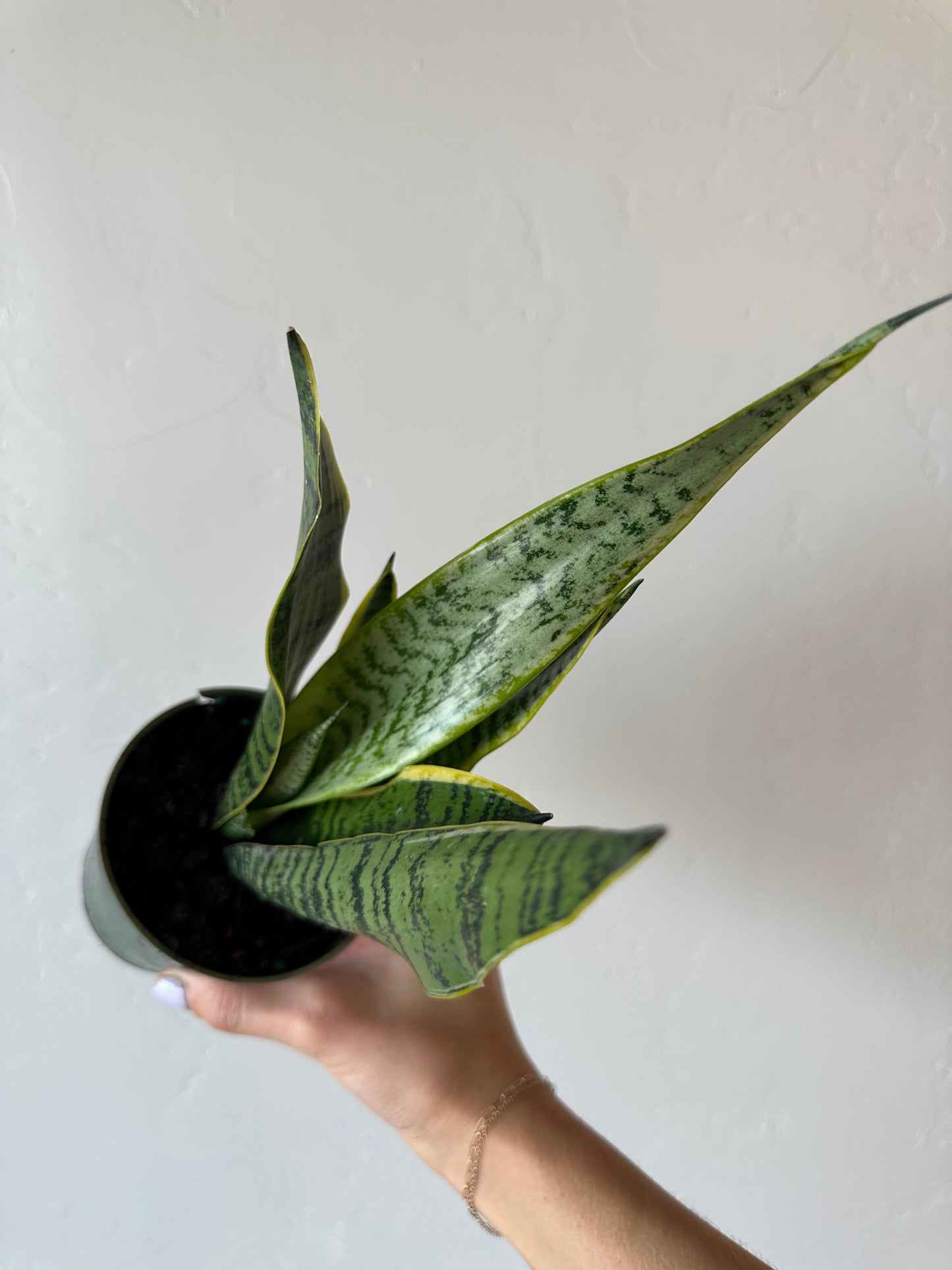 Sansevieria Laurentii