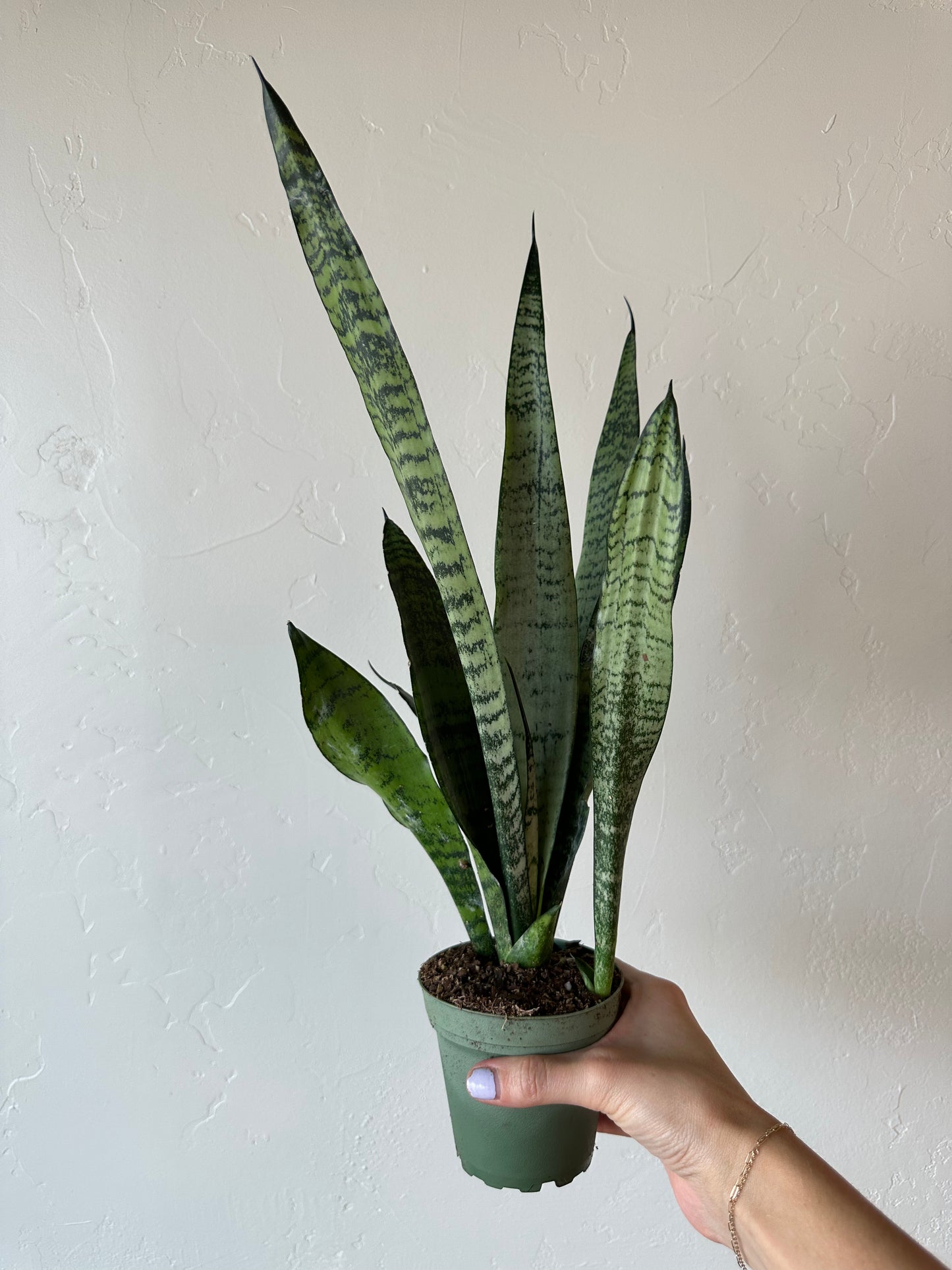 Sansevieria Peppermint