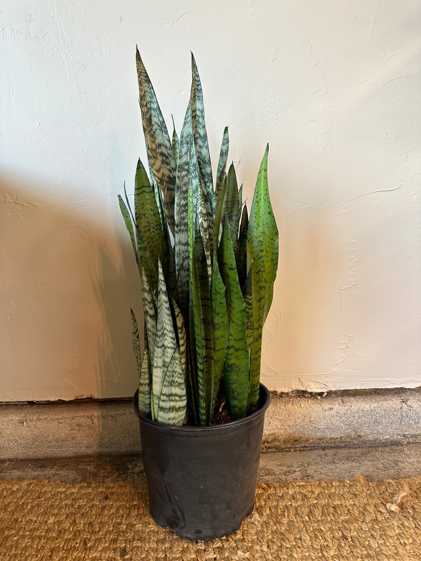 Sansevieria Peppermint