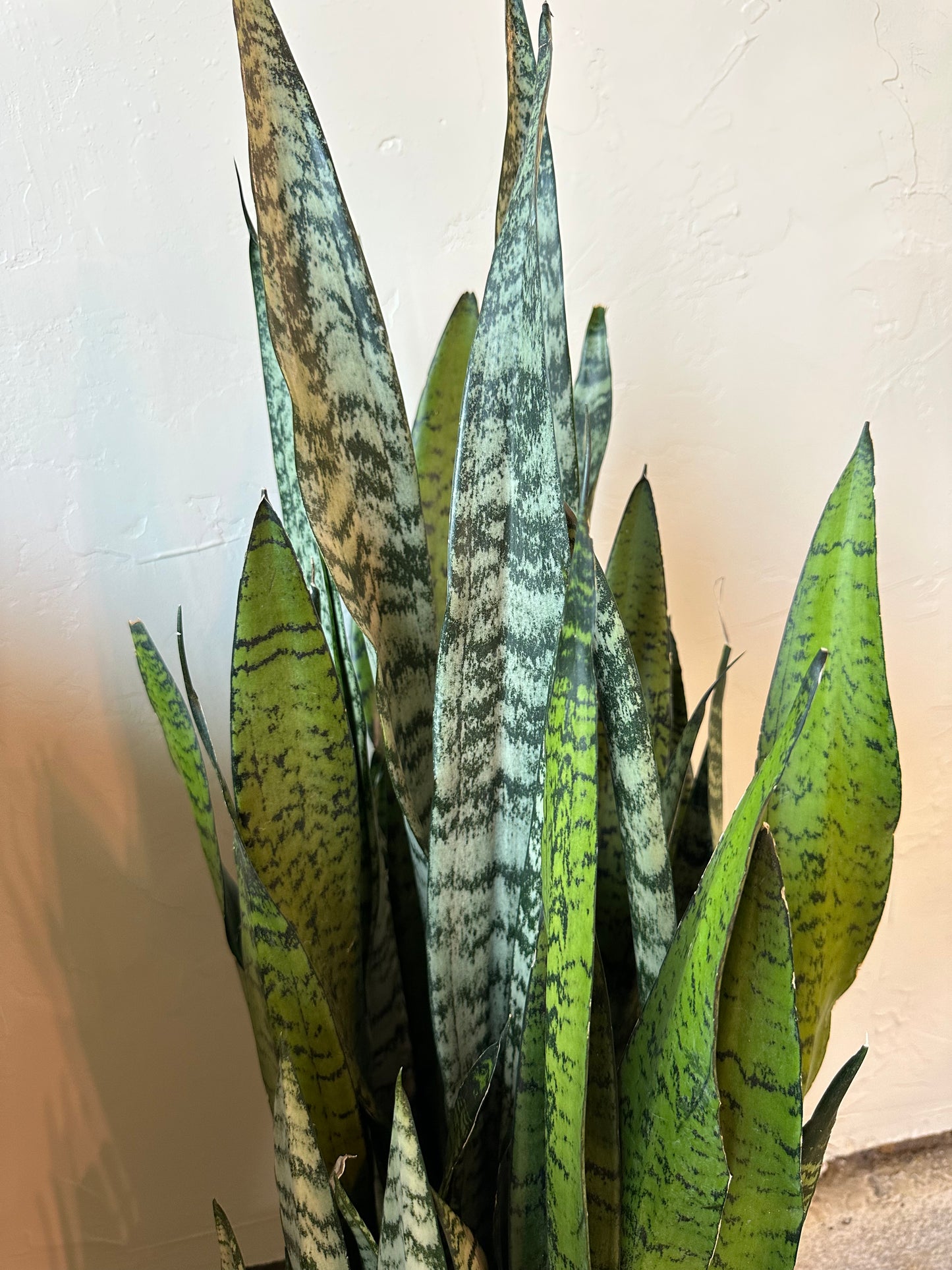 Sansevieria Peppermint