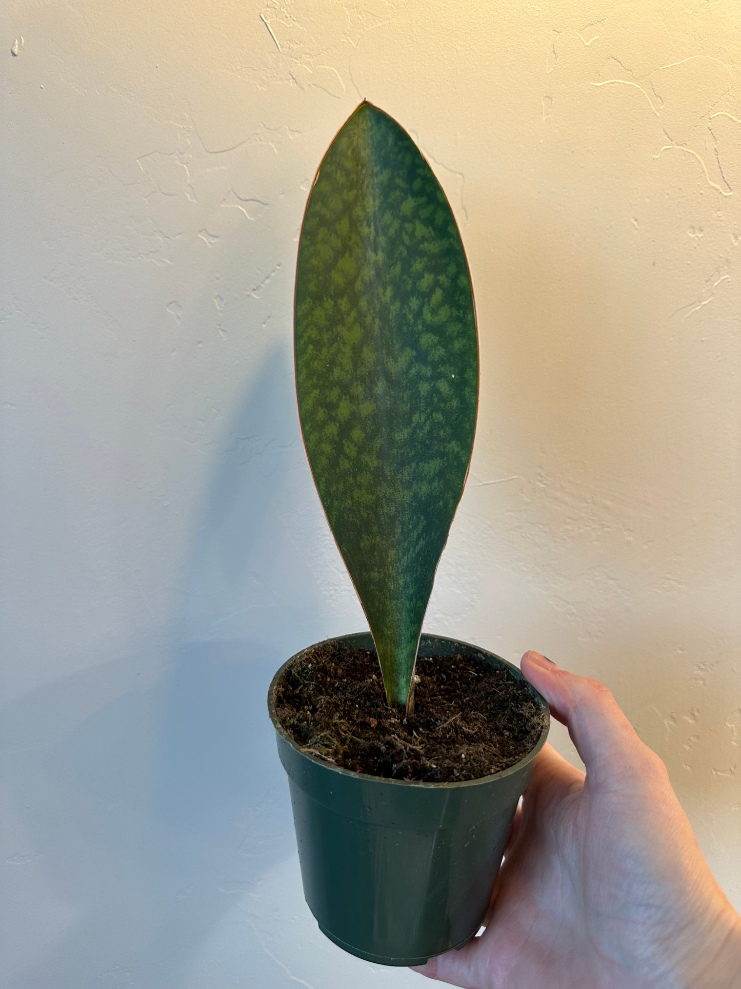 Whale Fin Sansevieria