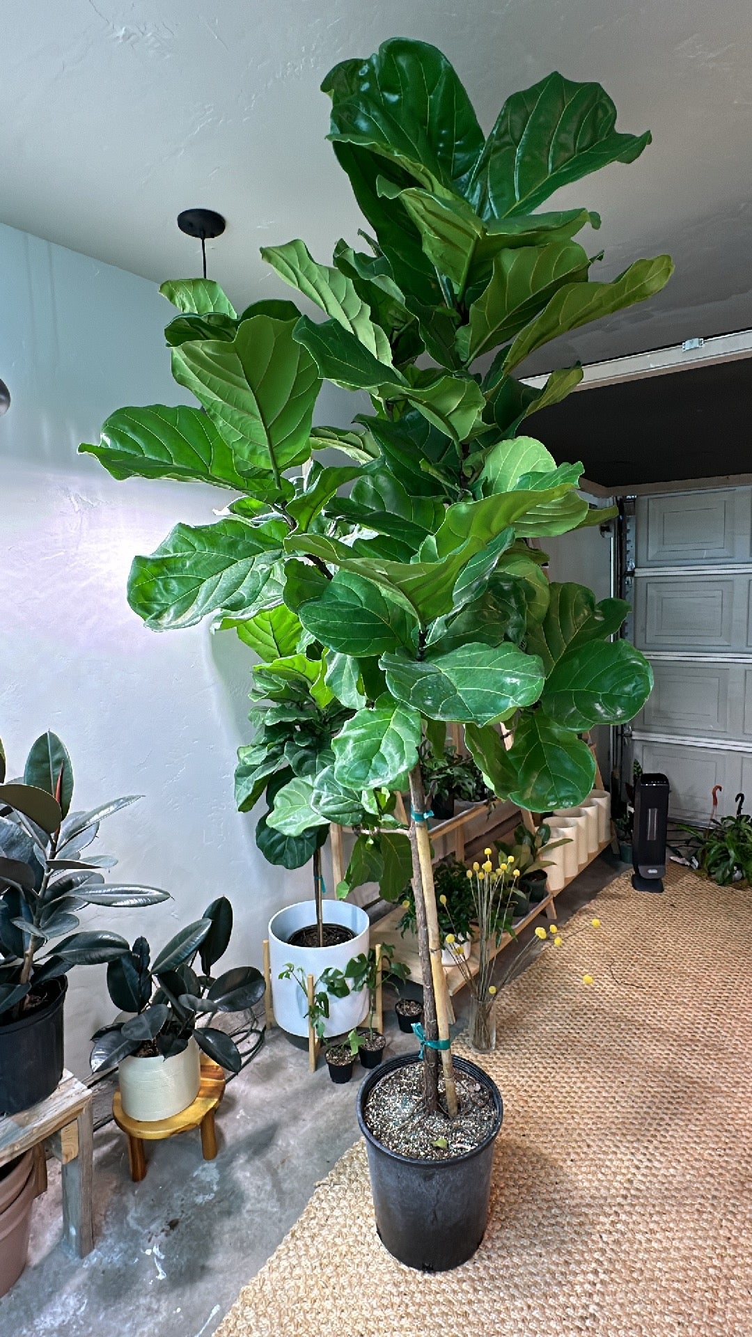 Fiddle Fig Standard 12"