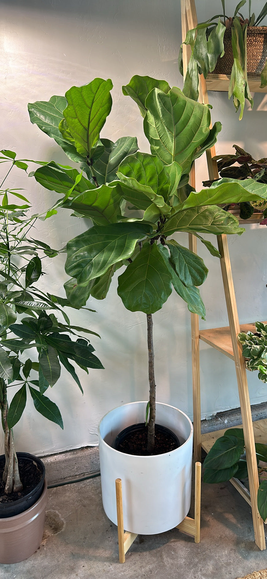 Fiddle Fig Standard 10"