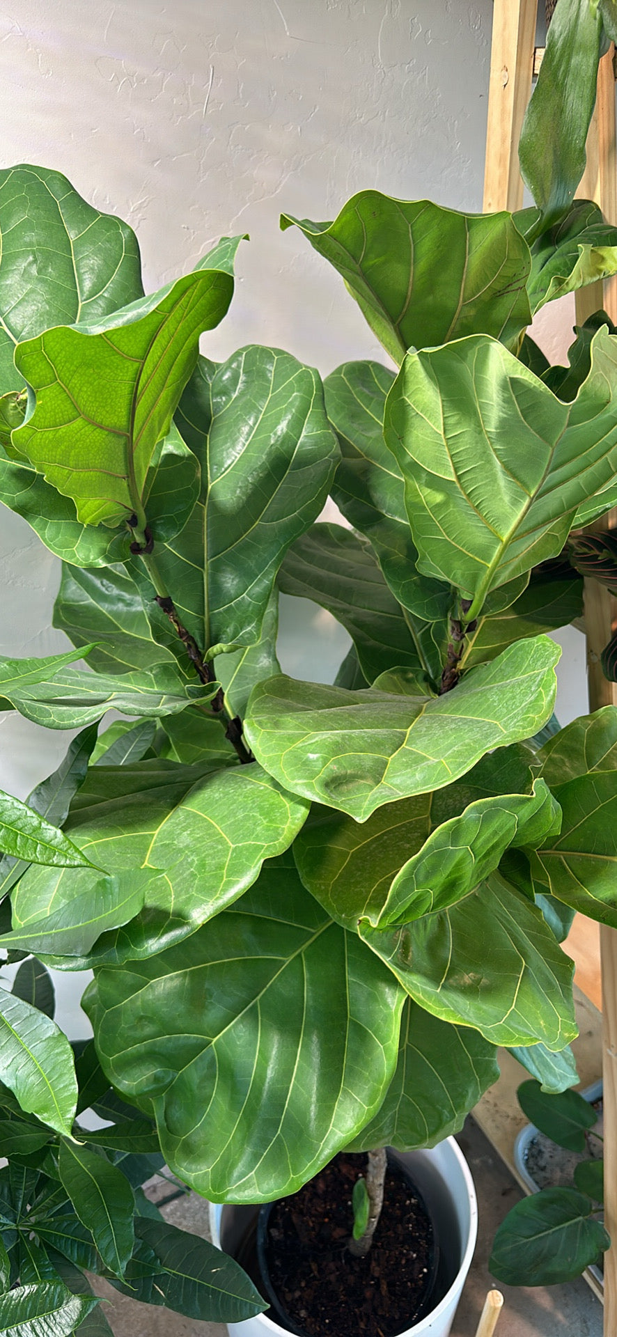 Fiddle Fig Standard 10"