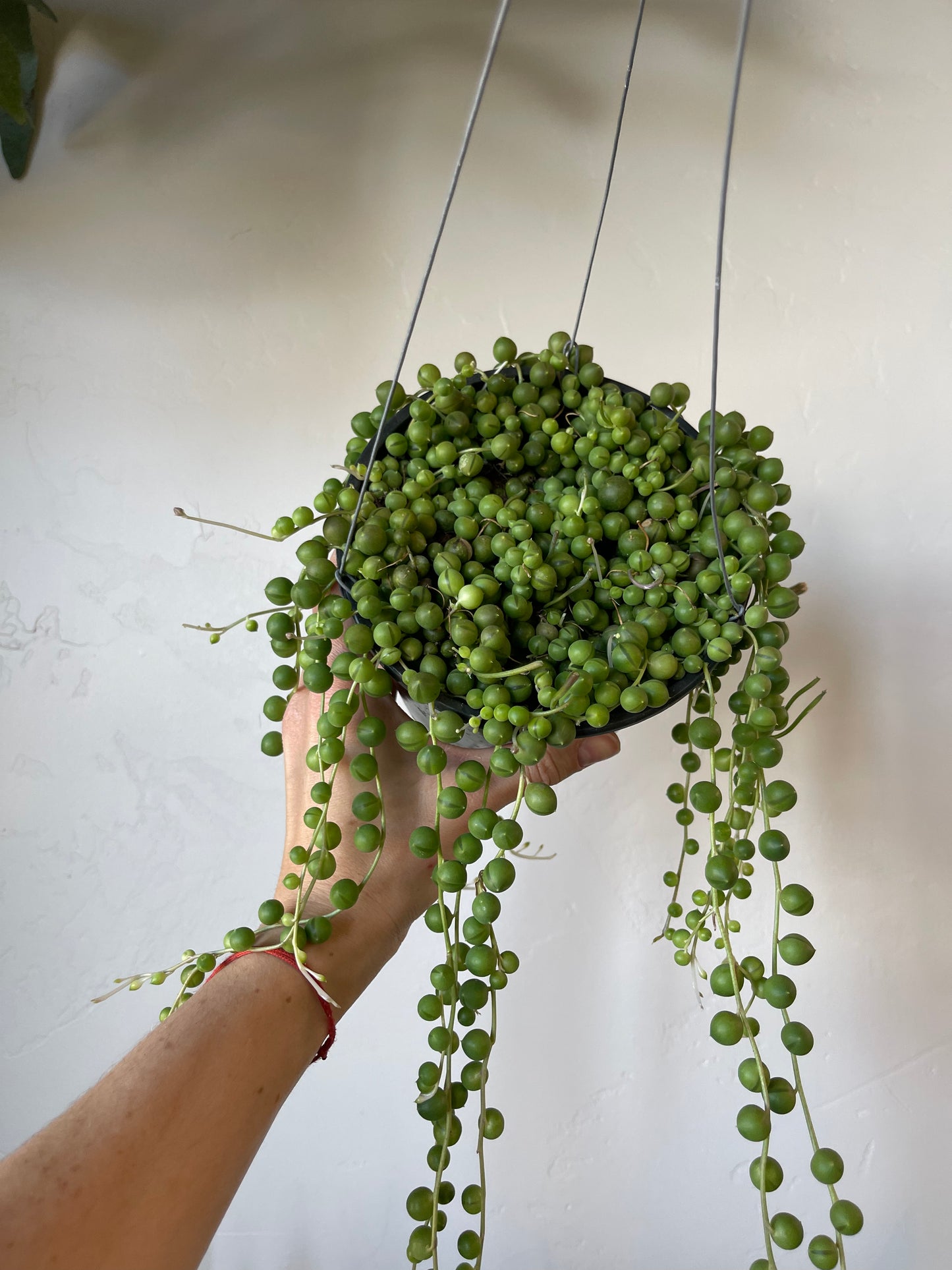 String of Pearls