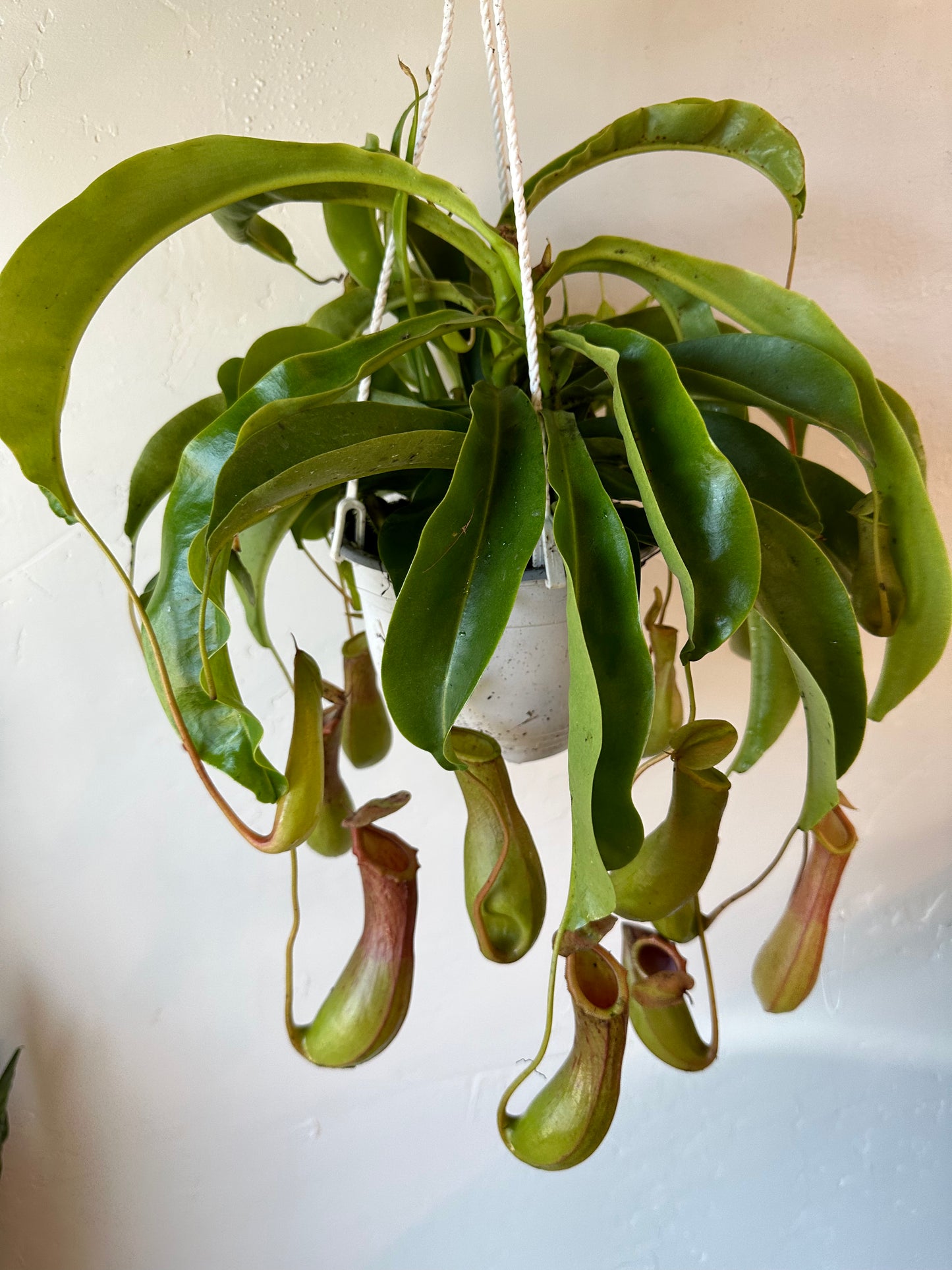 Tropical Pitcher Plants