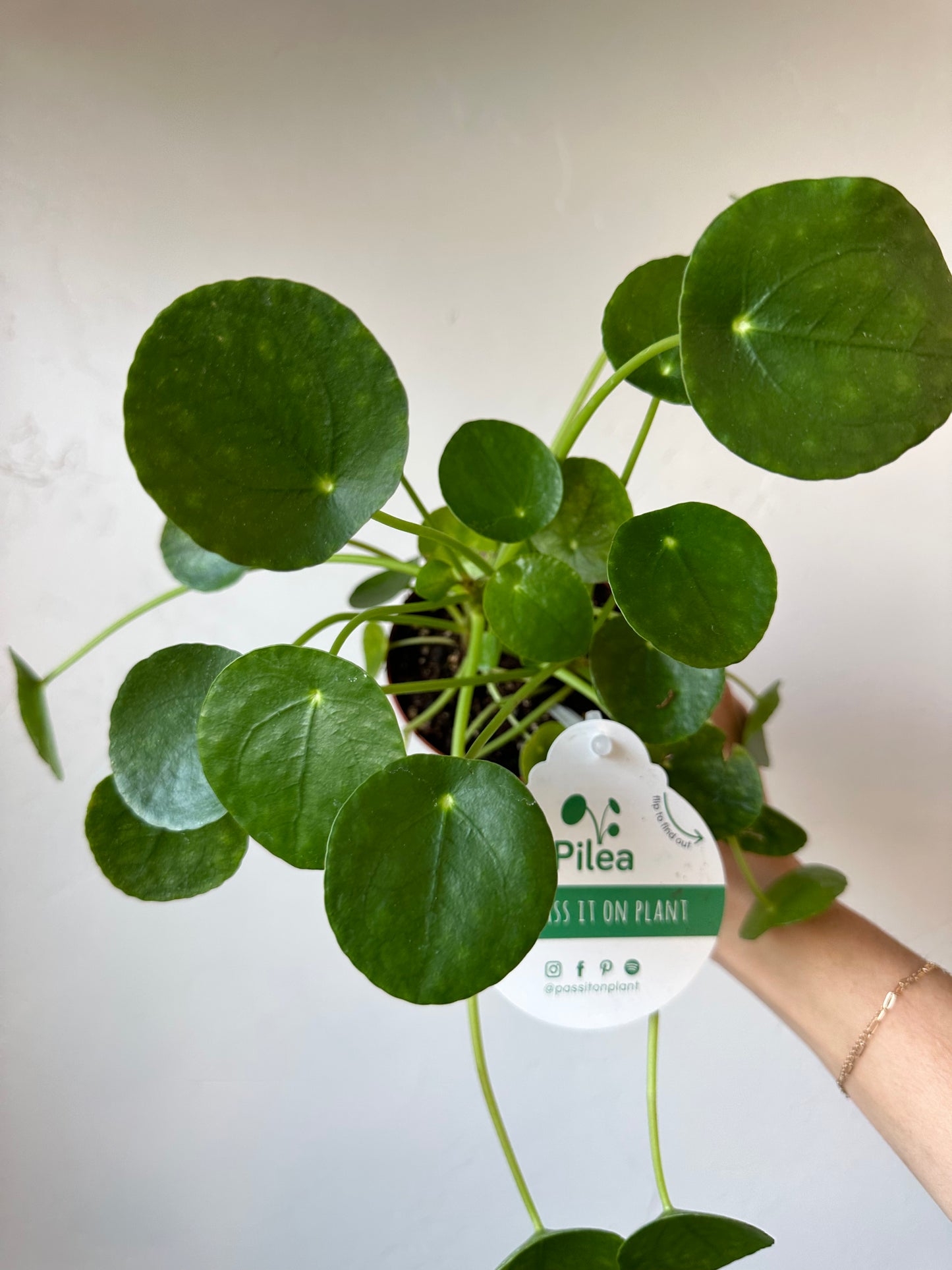 Pilea