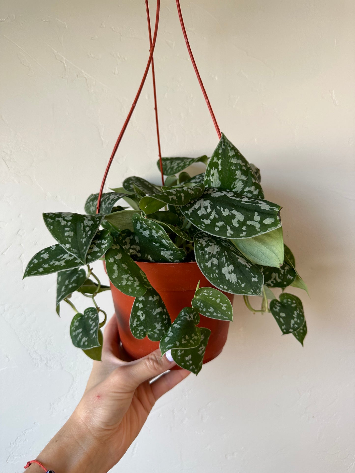 Silver Satin Pothos