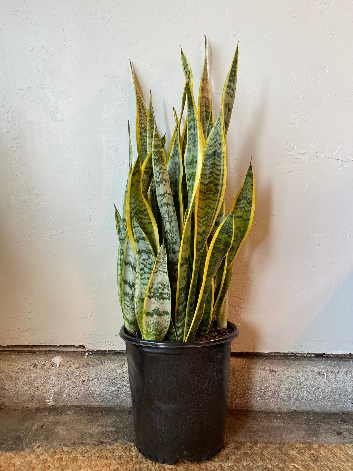 Sansevieria Laurentii