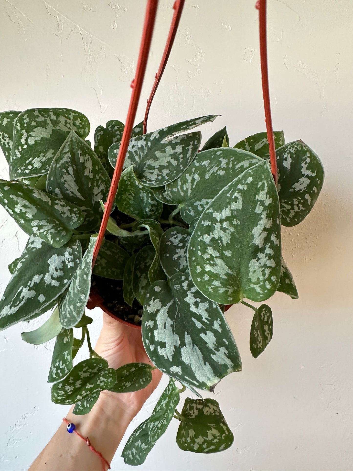 Silver Satin Pothos