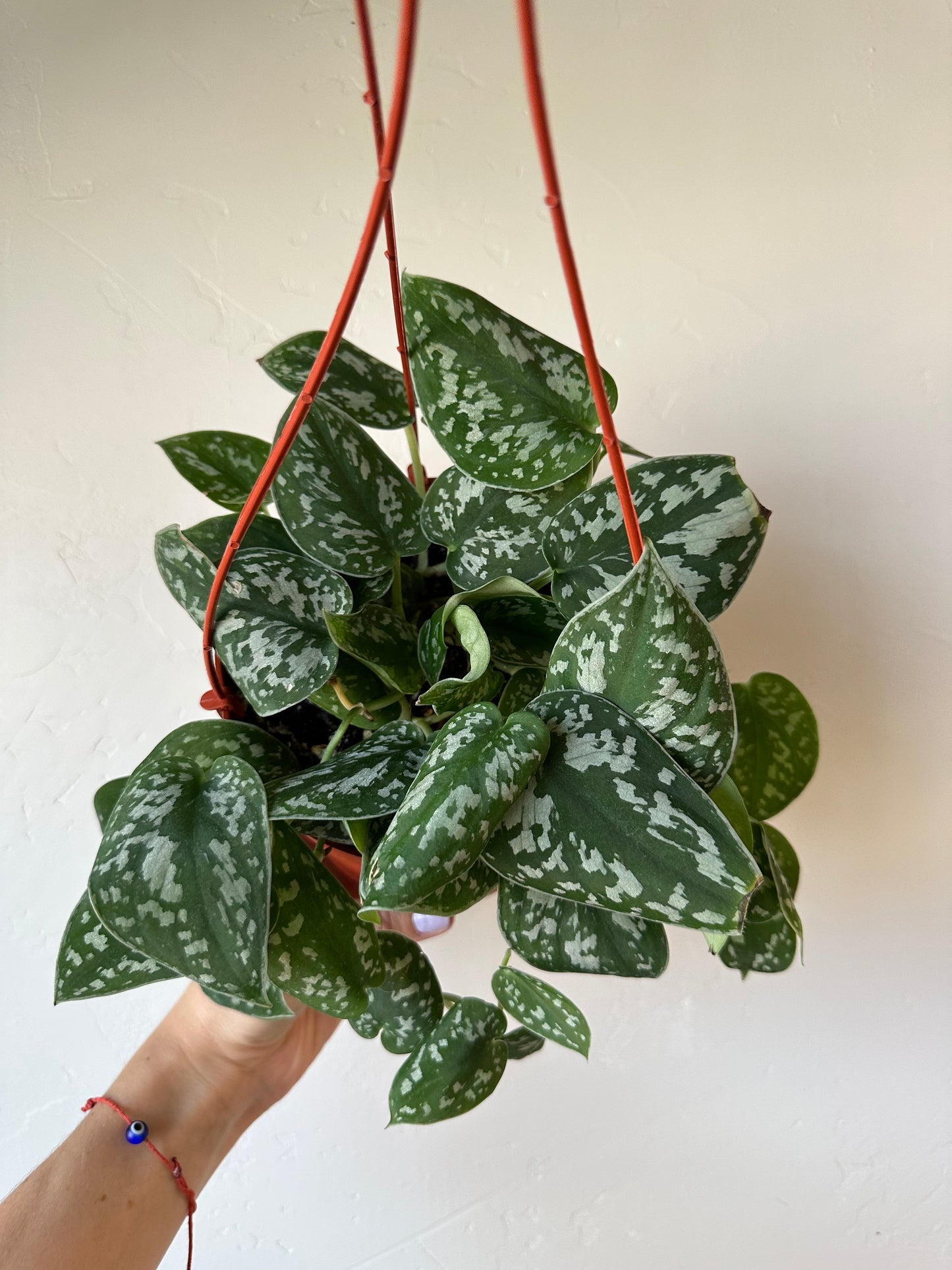 Silver Satin Pothos