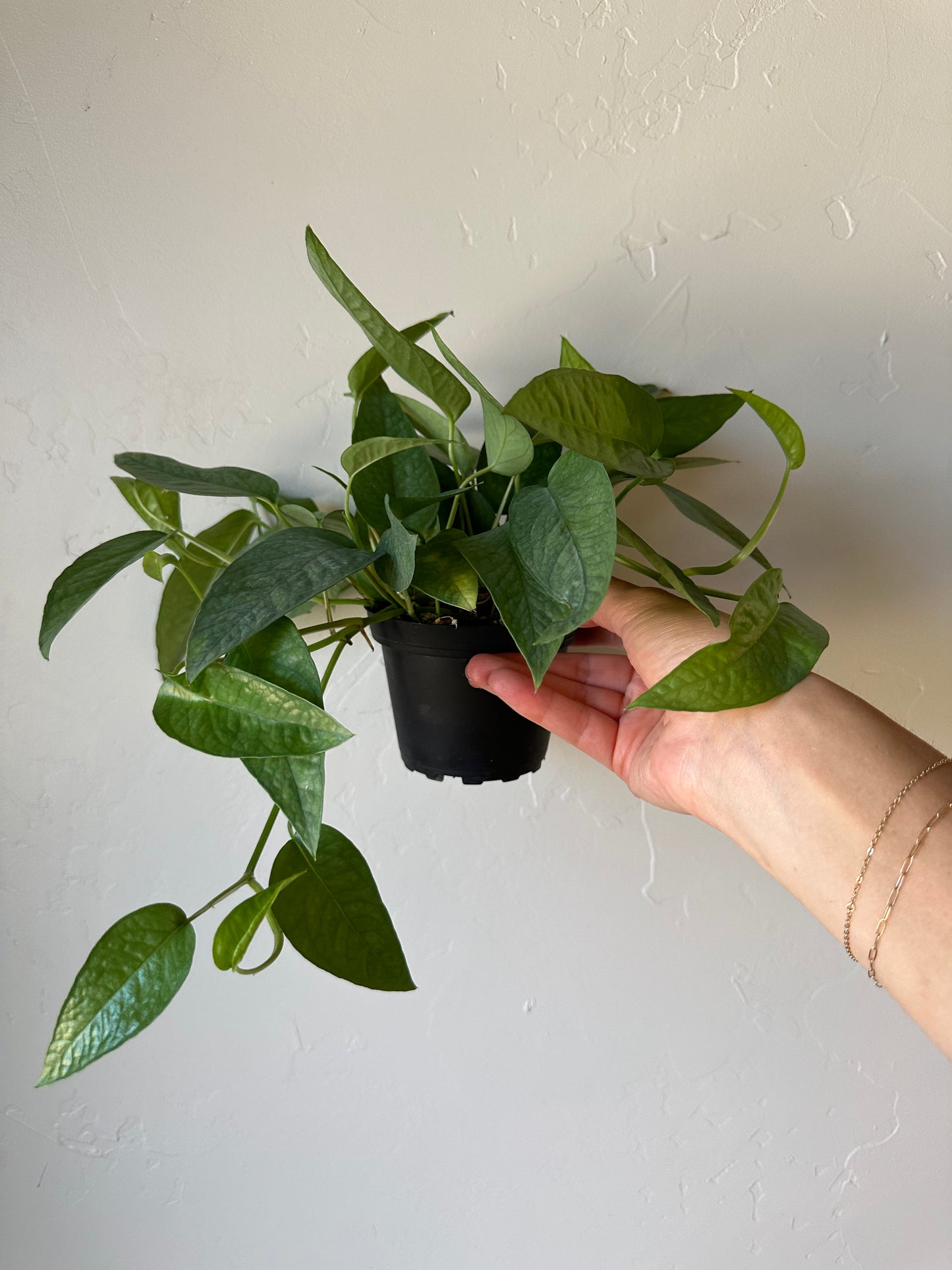 Cebu Blue Pothos