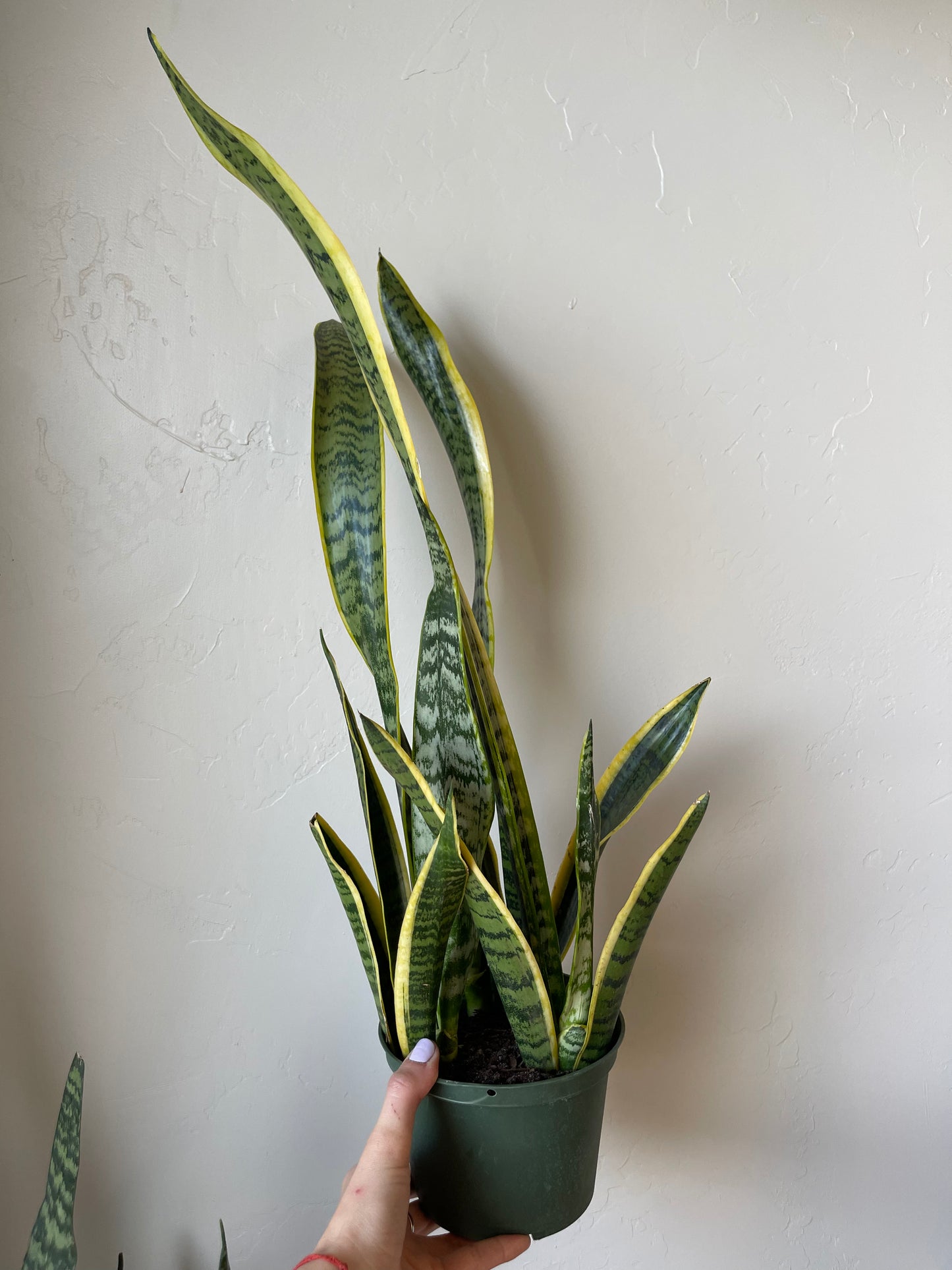 Sansevieria Laurentii